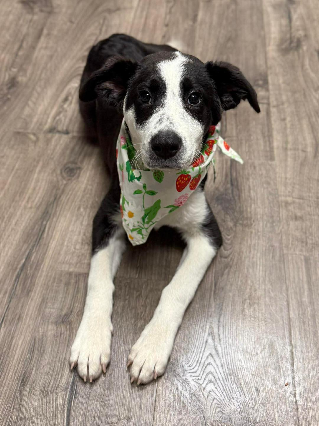 Enlarge Daisy, an adopted mixed breed in Littleton, CO image 5/5