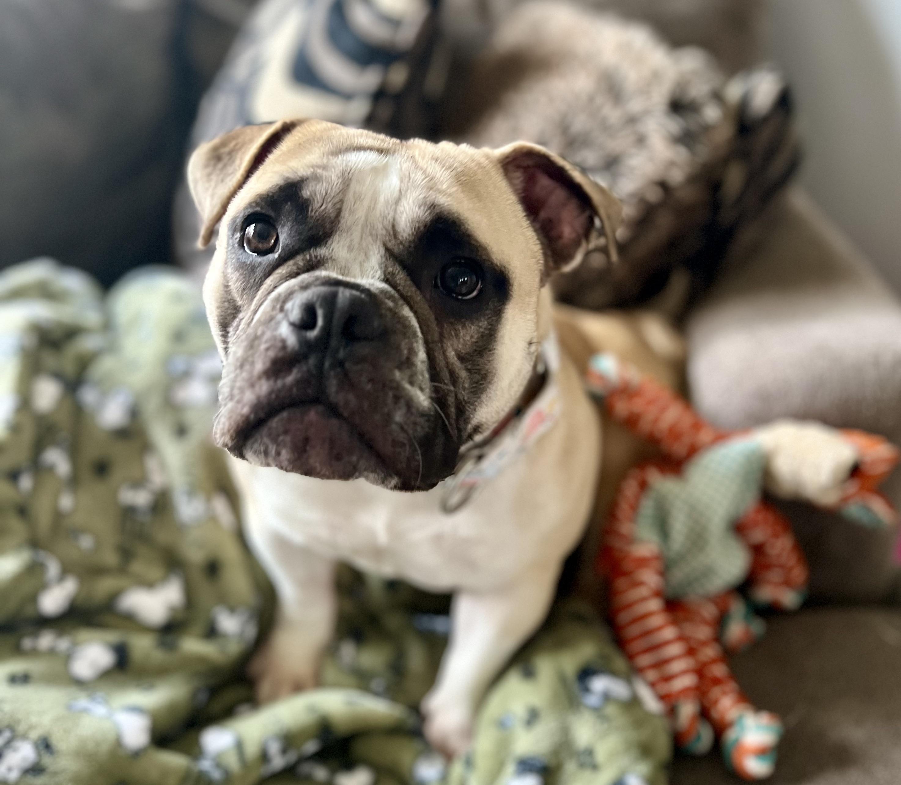Dog for adoption - Polly (good w/ dogs, cats, kids), a Bulldog Mix in ...
