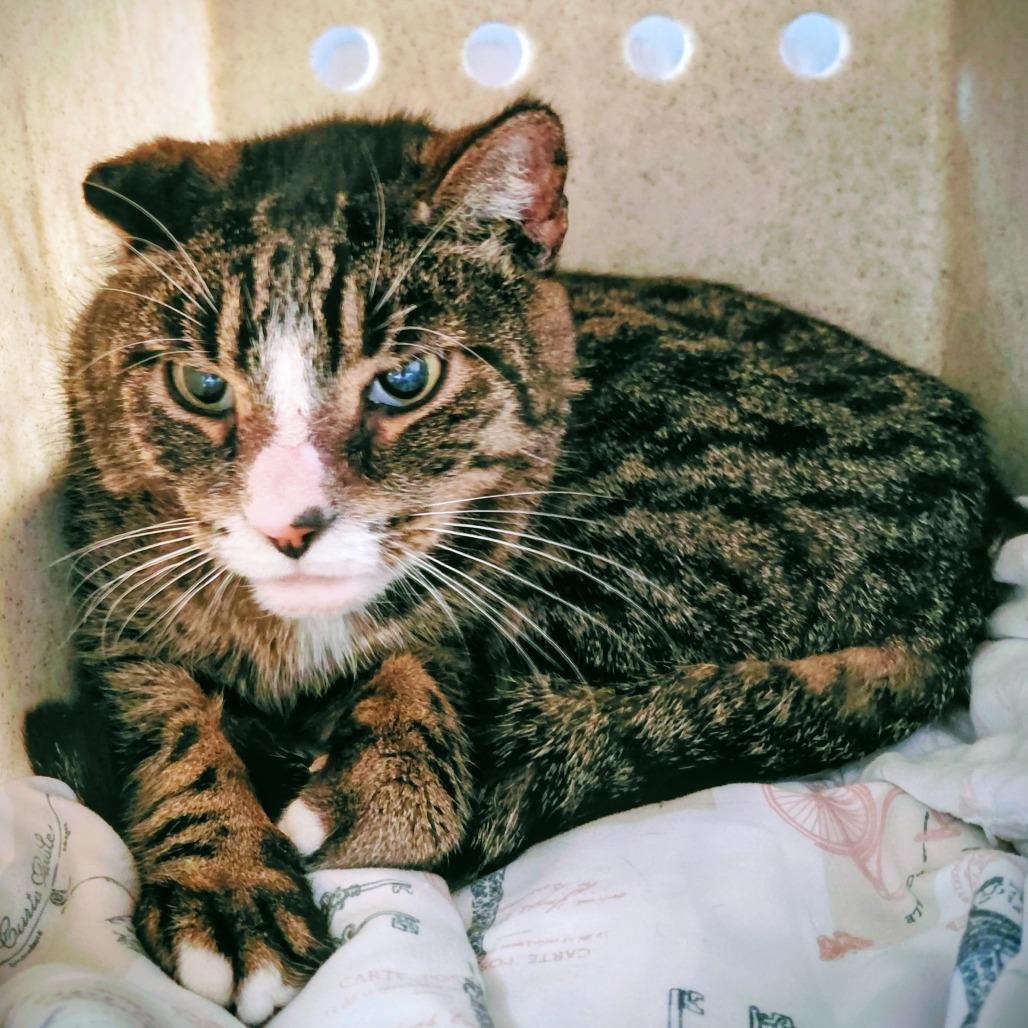 Enlarge Tigger, a Adoptable Domestic Short Hair in Philadelphia, PA image 1/1