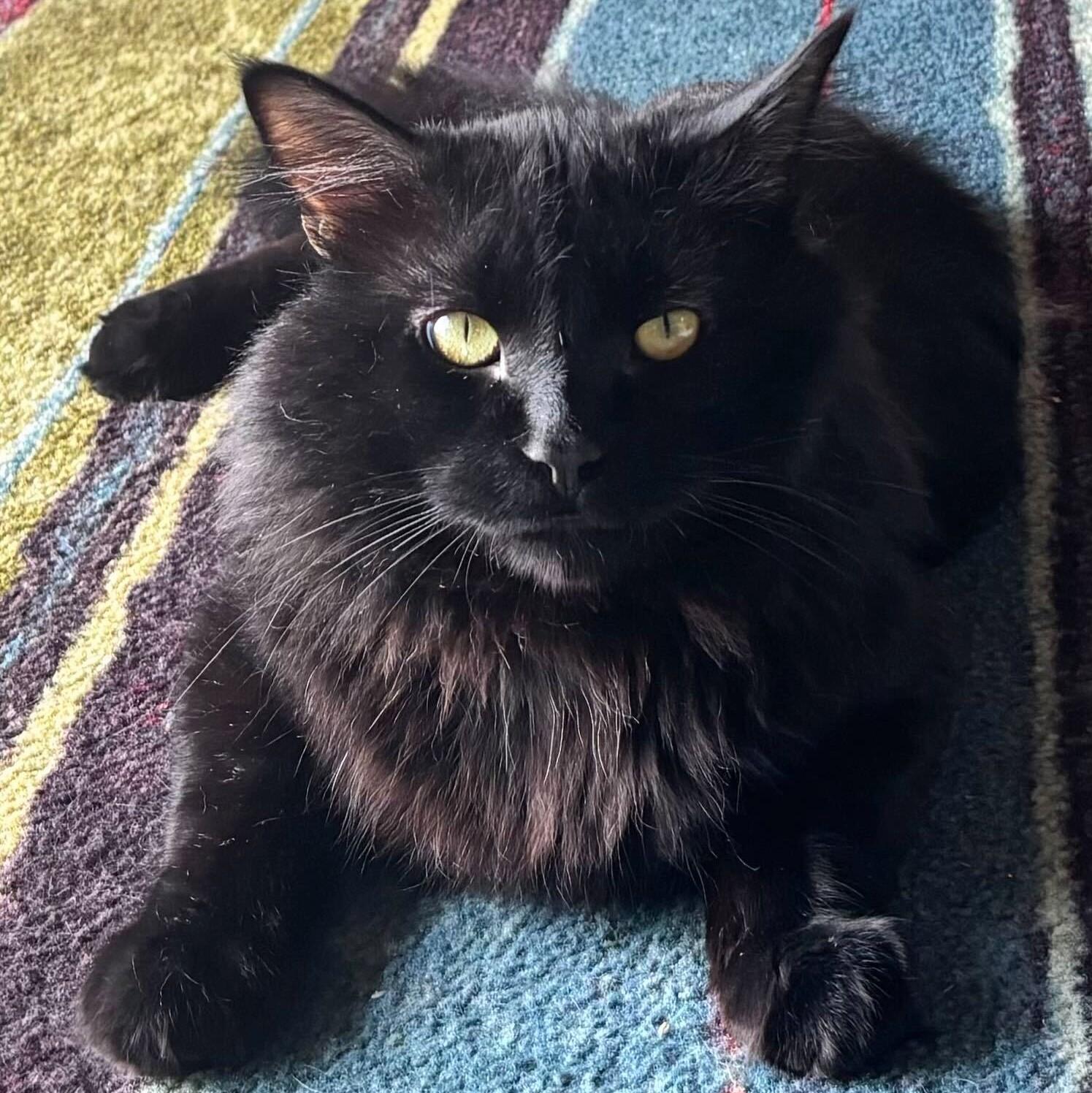 Mr. Fluff, Adoptable, Adult Male Domestic Long Hair.