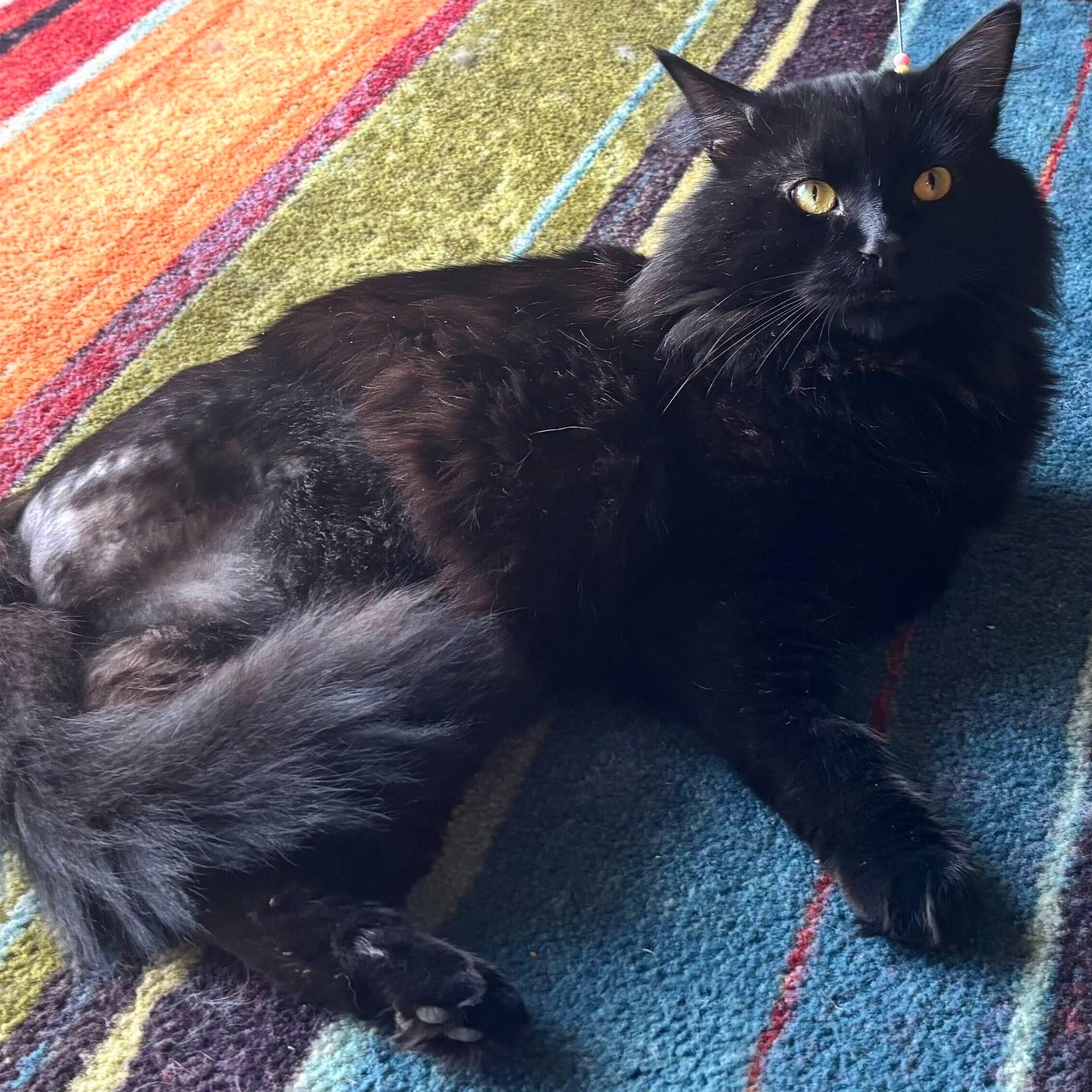 Mr. Fluff, a Adoptable Domestic Long Hair in Wilsonville, OR image 2/6