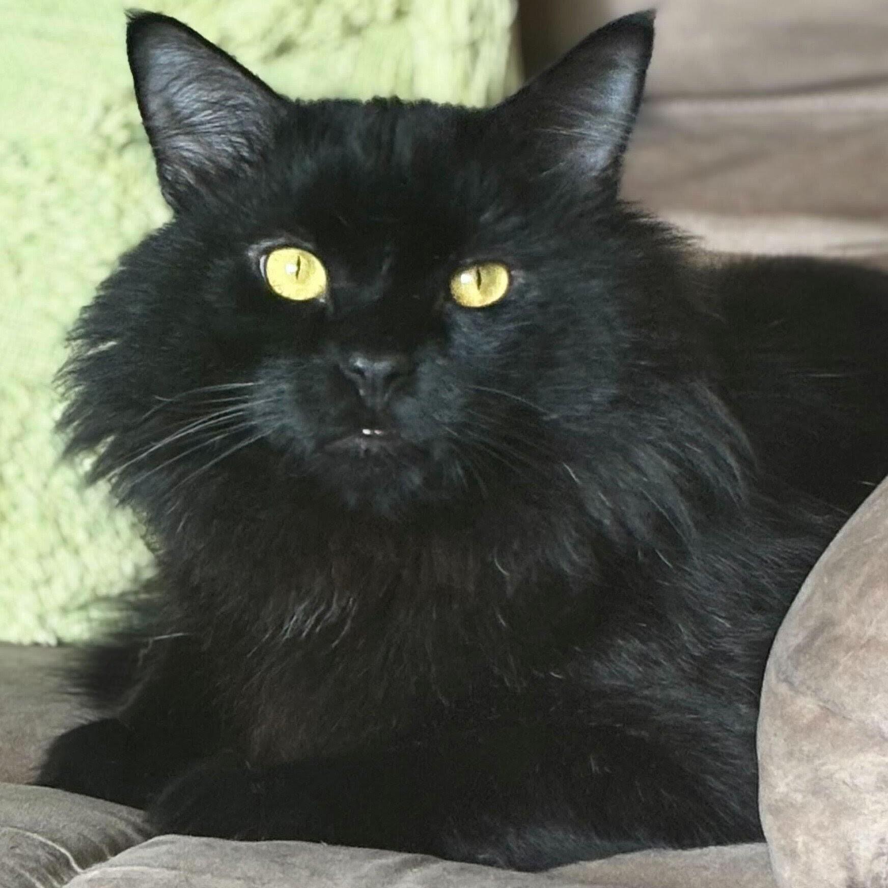 Mr. Fluff, a Adoptable Domestic Long Hair in Wilsonville, OR image 3/6