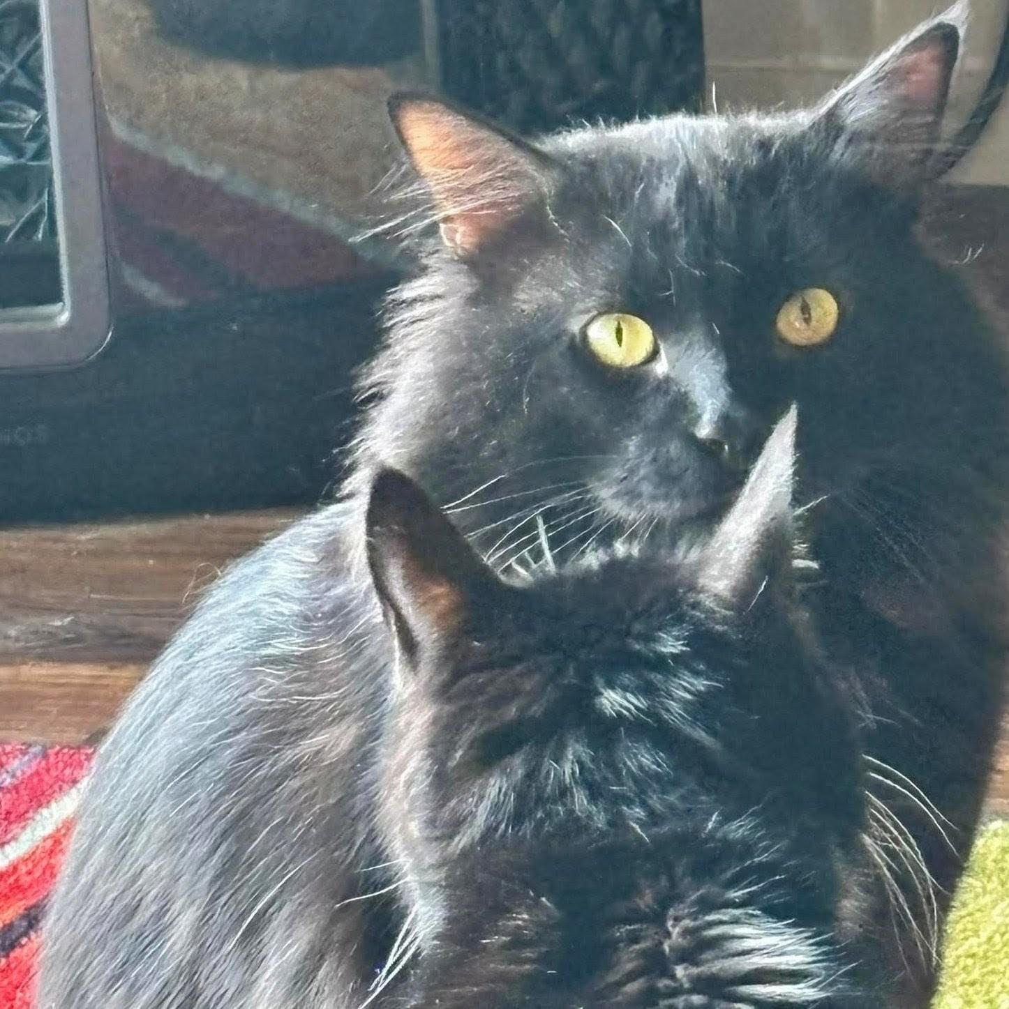 Mr. Fluff, a Adoptable Domestic Long Hair in Wilsonville, OR image 4/6
