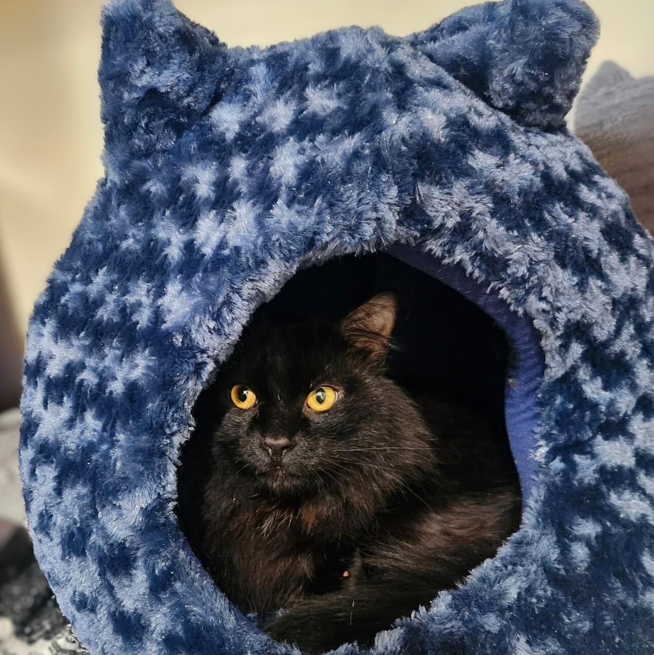 Mr. Fluff, a Adoptable Domestic Long Hair in Wilsonville, OR image 5/6