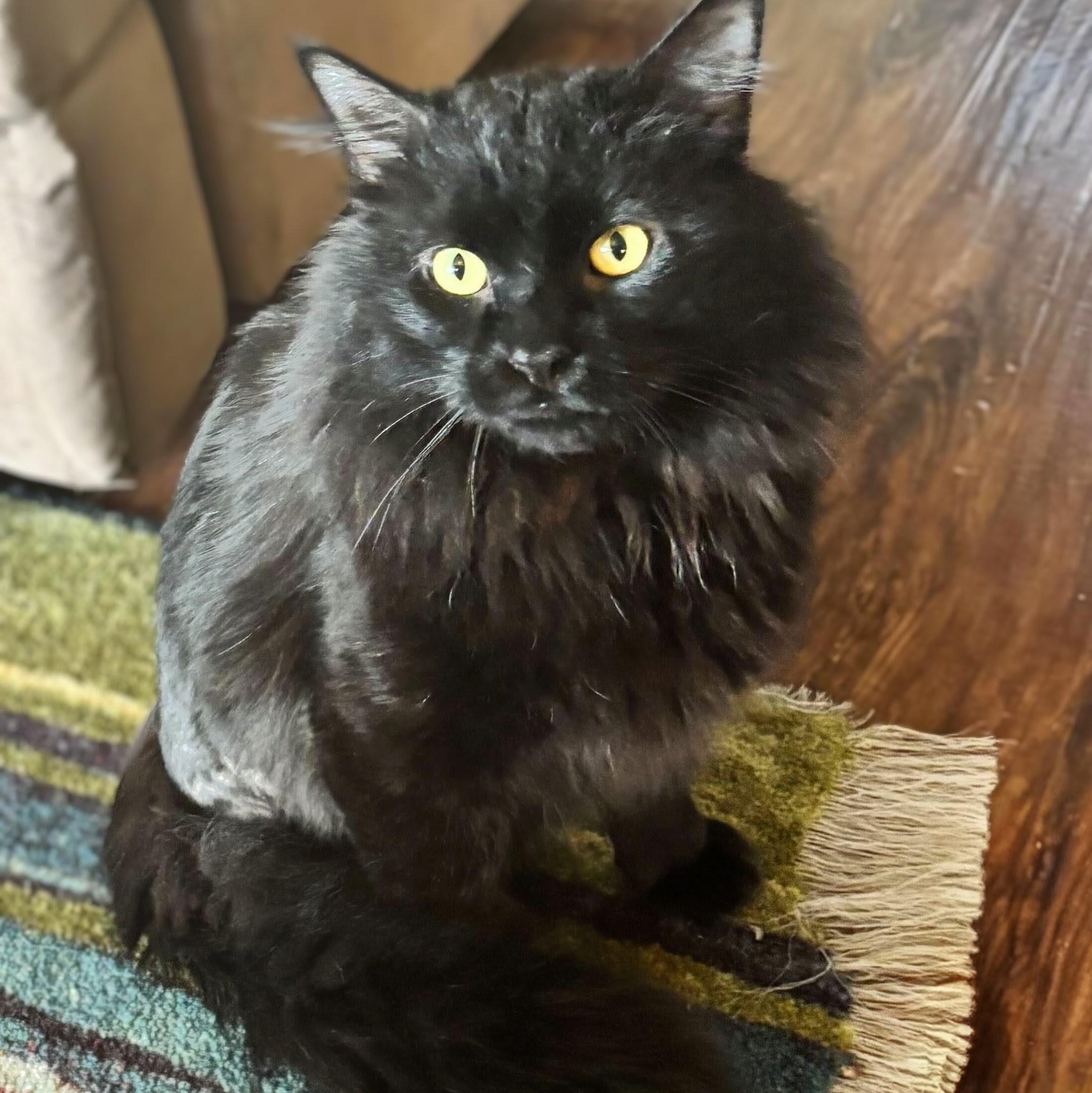 Mr. Fluff, a Adoptable Domestic Long Hair in Wilsonville, OR image 6/6