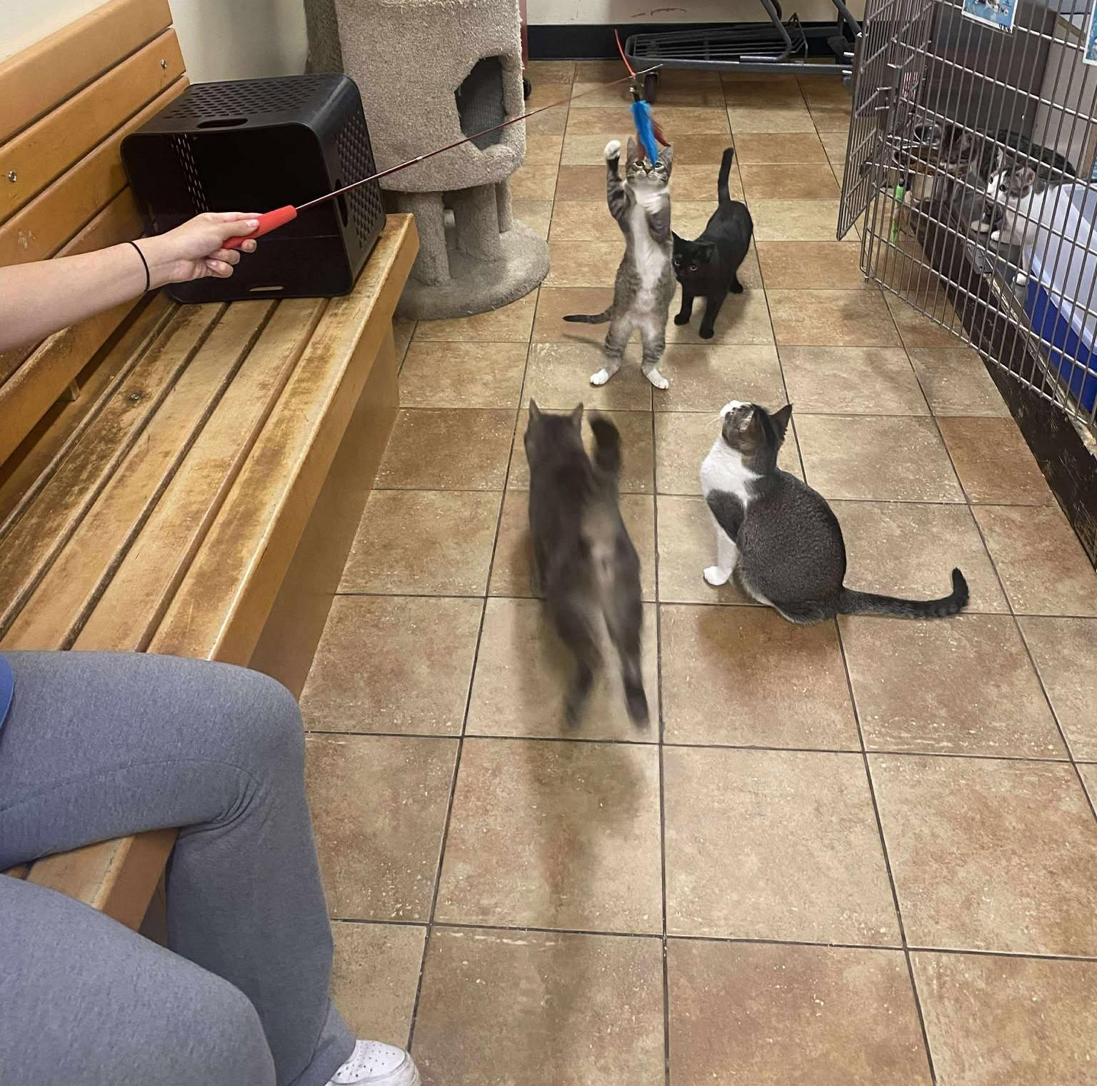 Enlarge DR RANDOLPH BELL, a Adoptable mixed breed in Murrieta, CA image 3/6