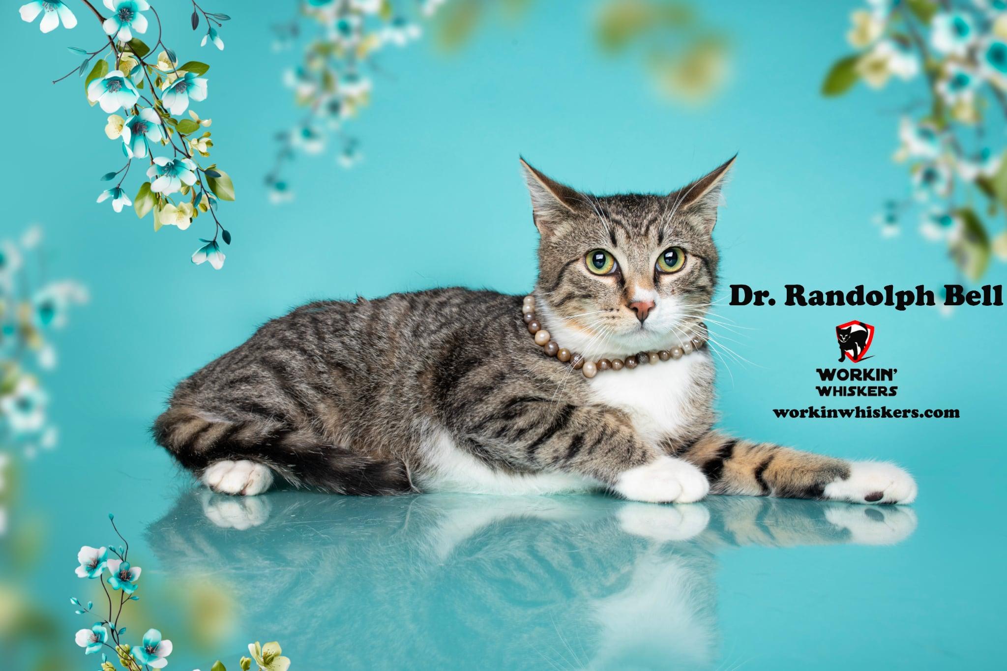 Enlarge DR RANDOLPH BELL, a Adoptable mixed breed in Murrieta, CA image 4/6