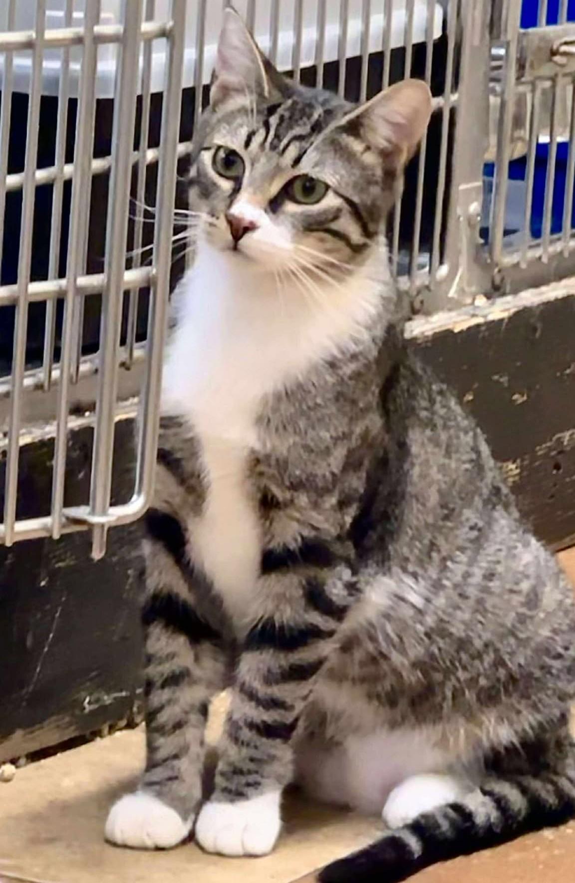 Enlarge DR RANDOLPH BELL, a Adoptable mixed breed in Murrieta, CA image 2/6