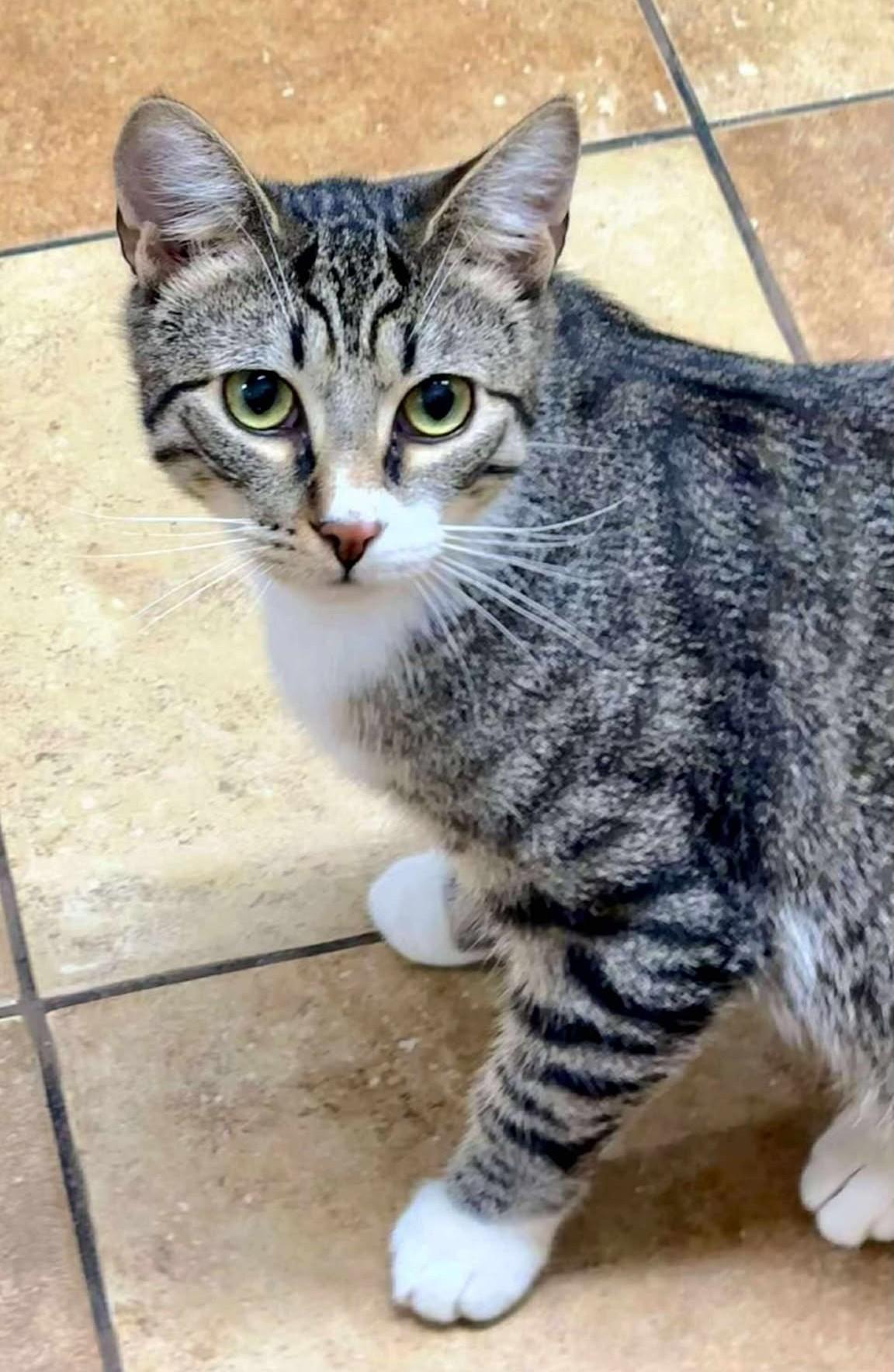 Enlarge DR RANDOLPH BELL, a Adoptable mixed breed in Murrieta, CA image 5/6