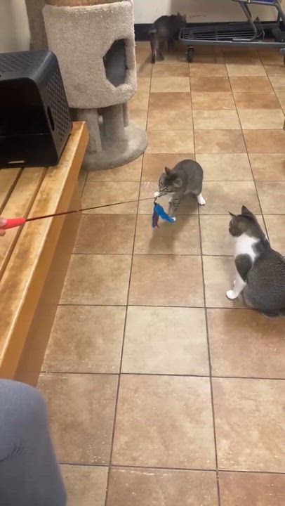 Enlarge DR RANDOLPH BELL, a Adoptable mixed breed in Murrieta, CA video 6/6