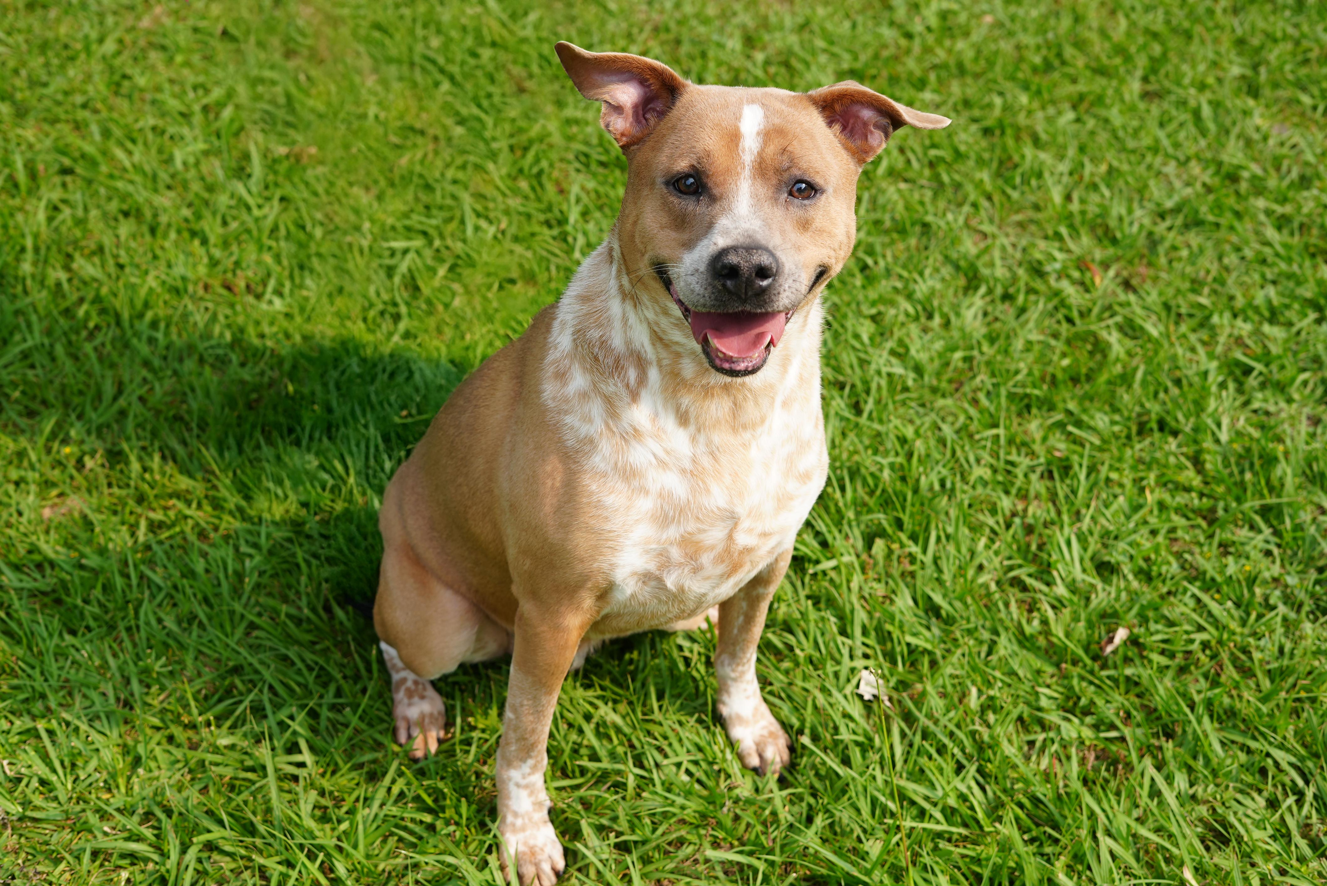 Enlarge Tucker, a Adoptable mixed breed in Friendswood, TX image 2/2