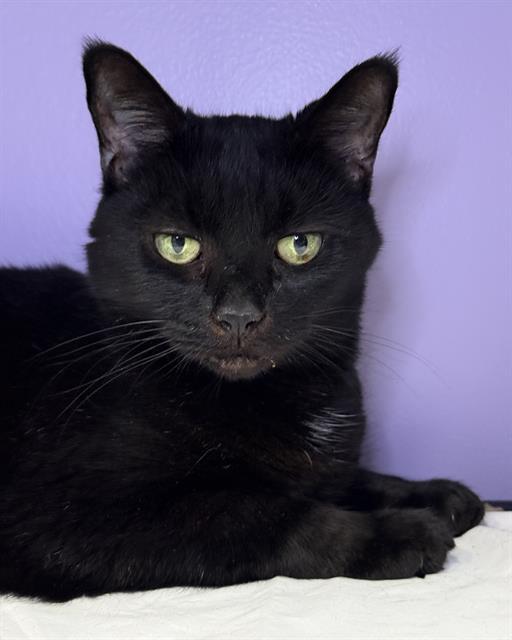 Enlarge JOYCE, a Adoptable Domestic Short Hair in Fort Walton Beach, FL image 1/1