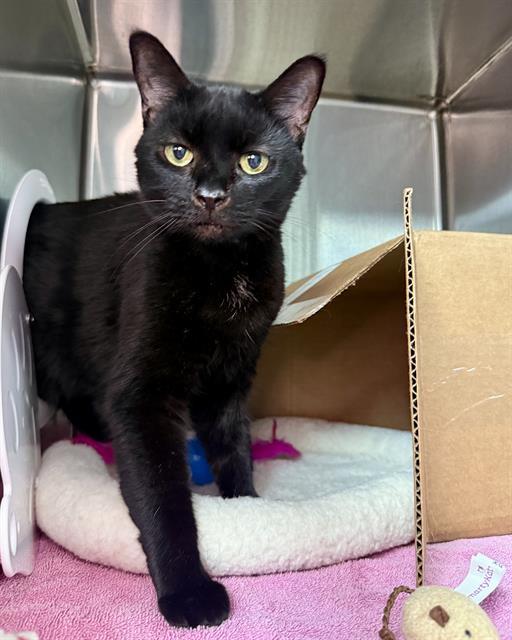 JOYCE, Adoptable, Senior Female Domestic Short Hair.