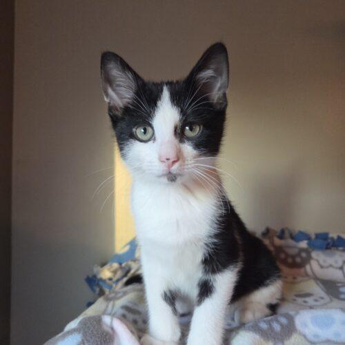 Pork, Adoptable, Kitten Male Domestic Short Hair.