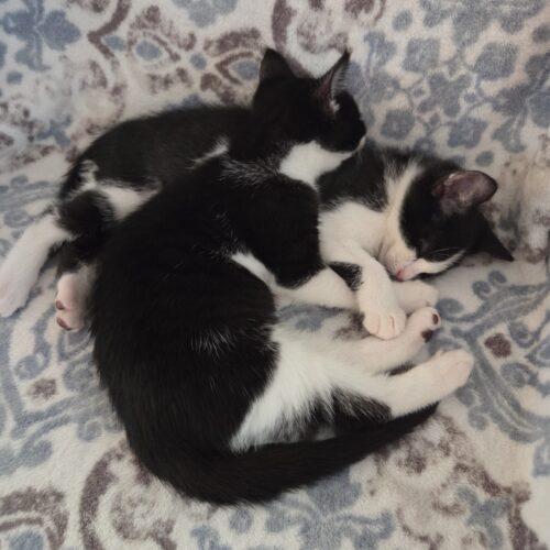 Enlarge Pork, a Adoptable Domestic Short Hair in Canal Winchester, OH image 3/6