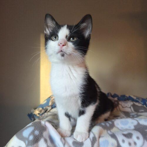 Enlarge Pork, a Adoptable Domestic Short Hair in Canal Winchester, OH image 5/6