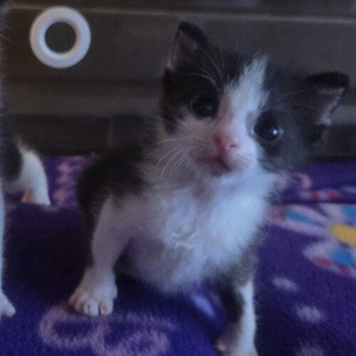 Enlarge Pork, a Adoptable Domestic Short Hair in Canal Winchester, OH image 6/6