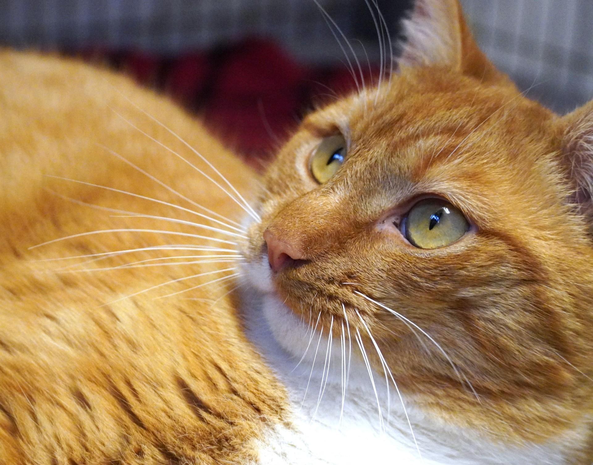 Dasher, a ADOPTABLE Domestic Short Hair in Grants Pass, OR image 2/2