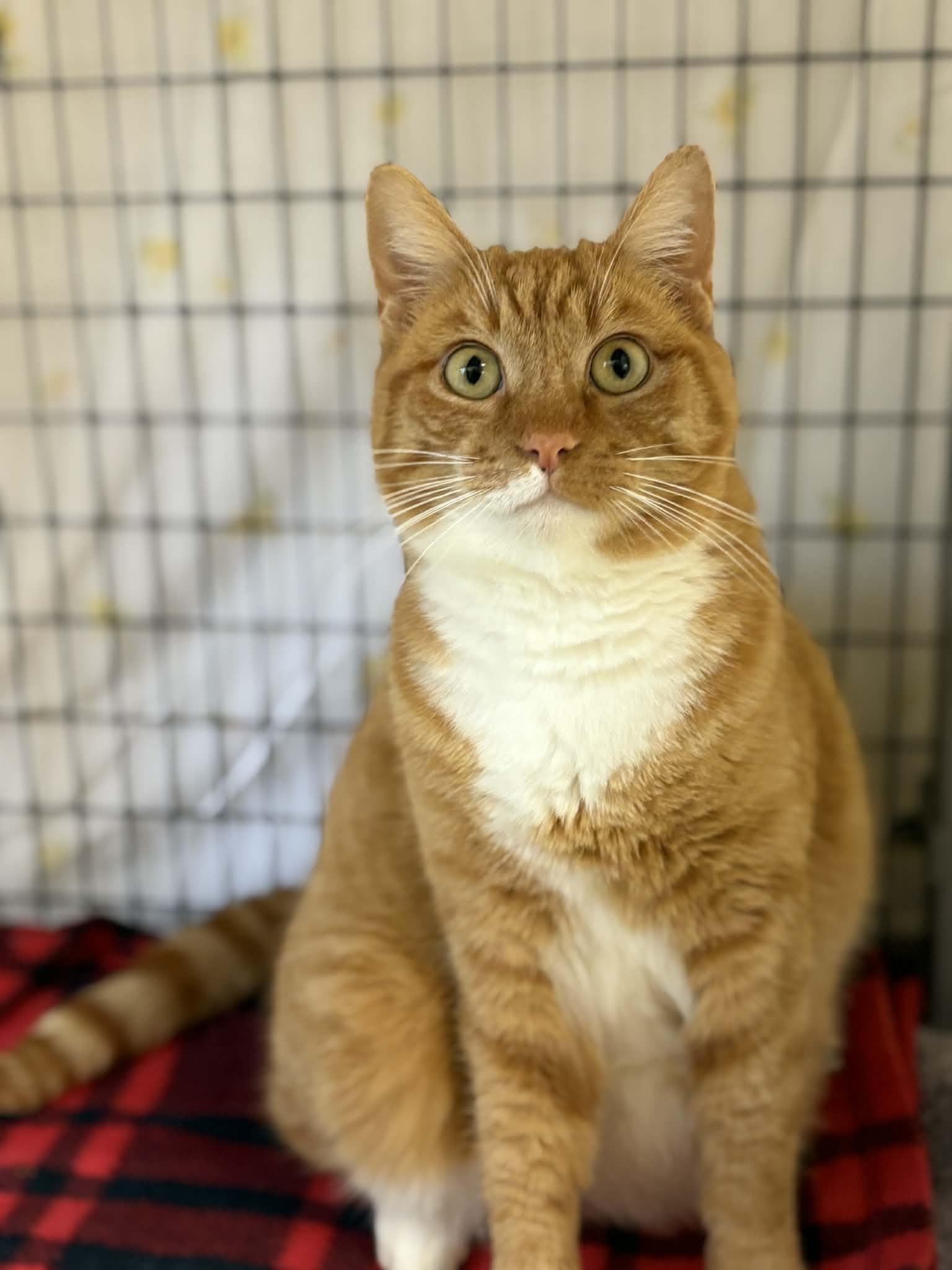 Dasher, ADOPTABLE, Adult Male Domestic Short Hair.