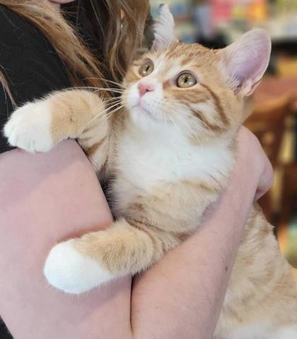 Bamboo — thumbnail 2