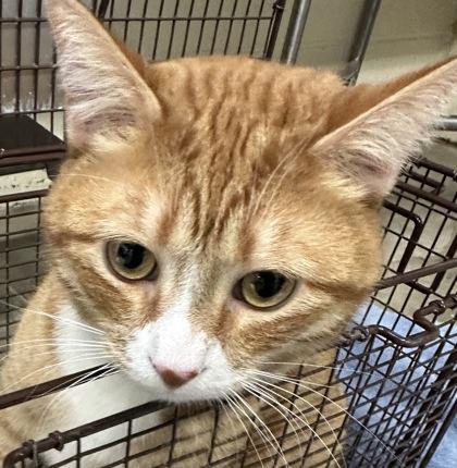 Bamboo — thumbnail 3