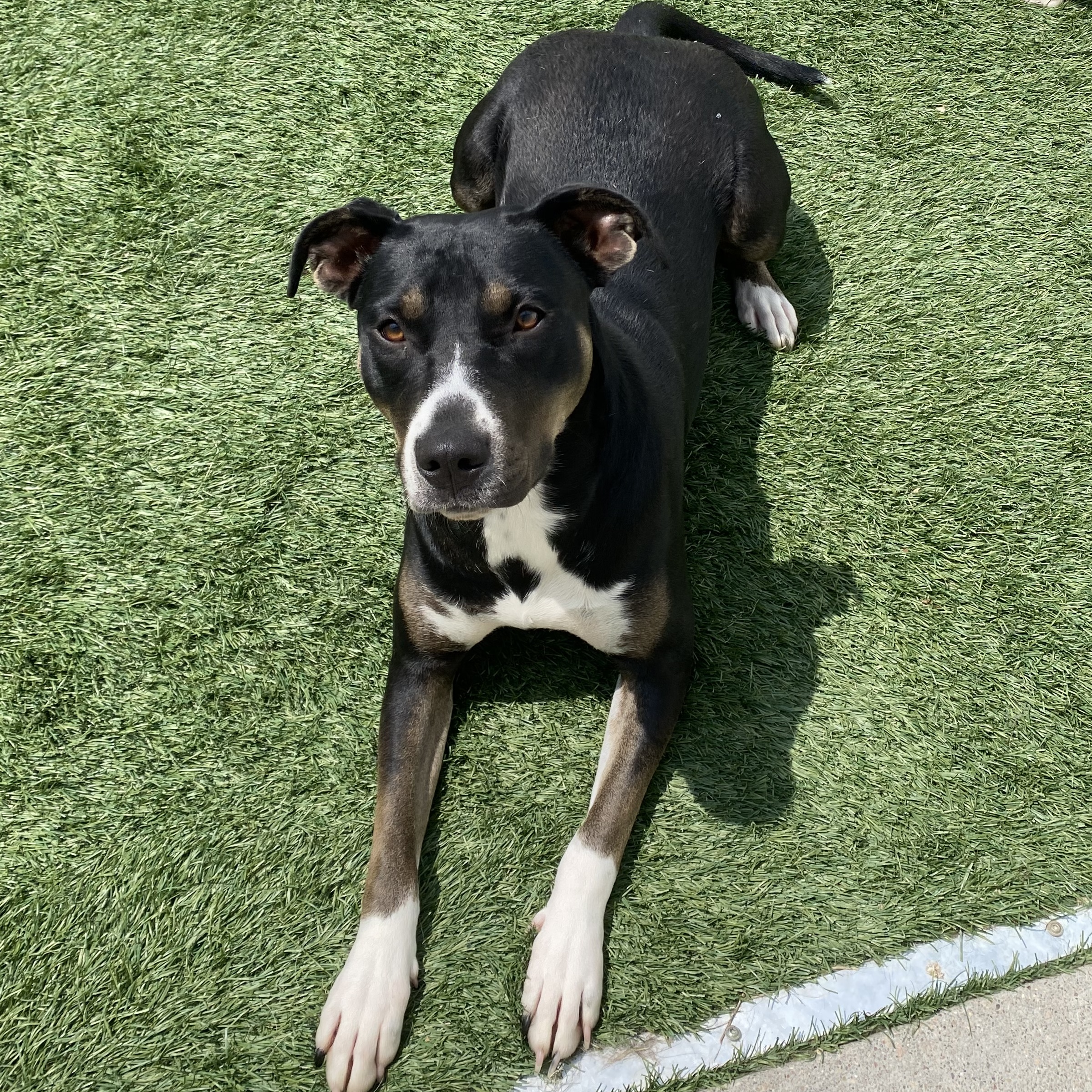 Nina, Adoptable, Adult Female Mixed Breed.