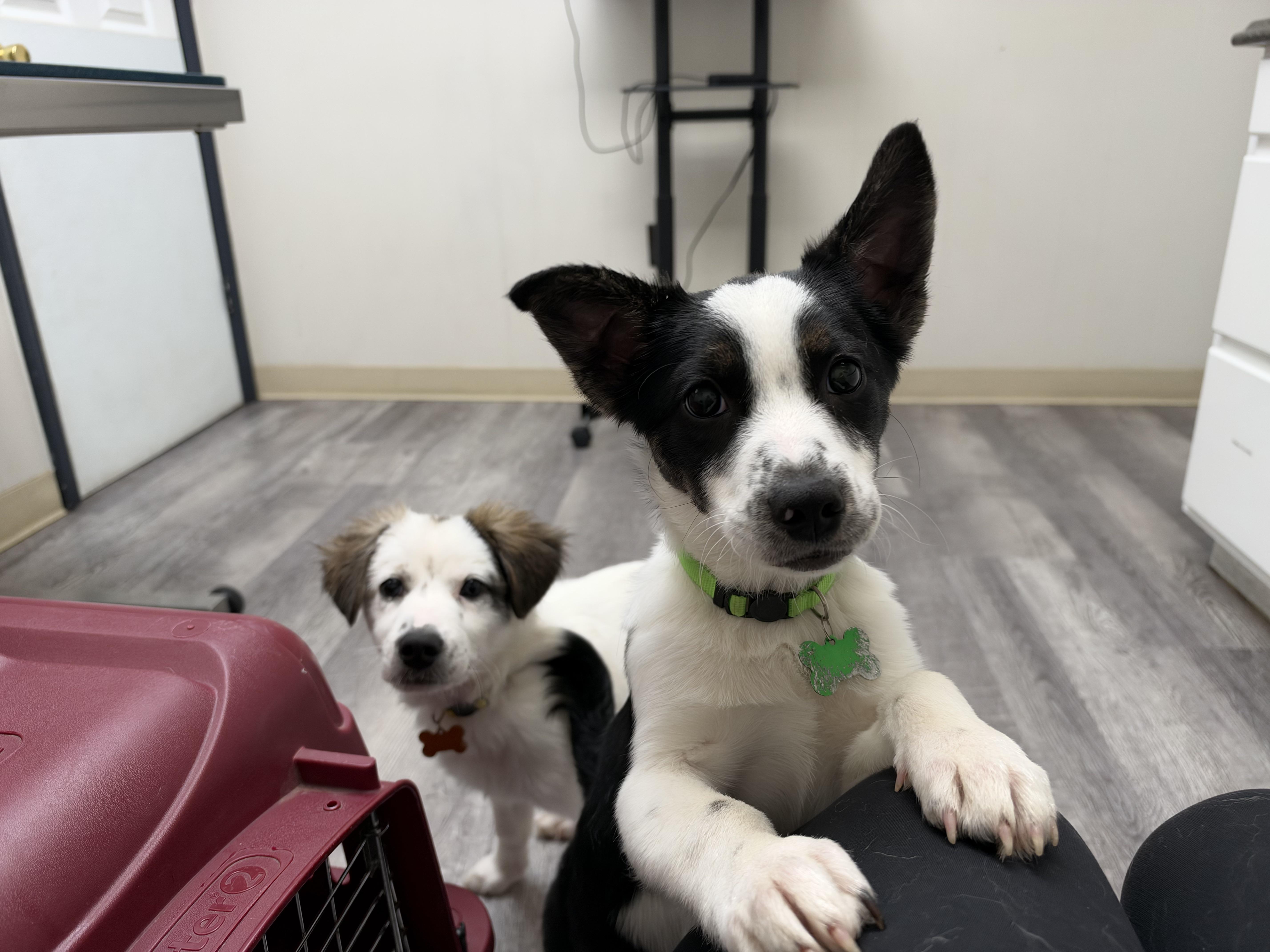 Enlarge Aang, a Adoptable mixed breed in Accord, NY image 2/5