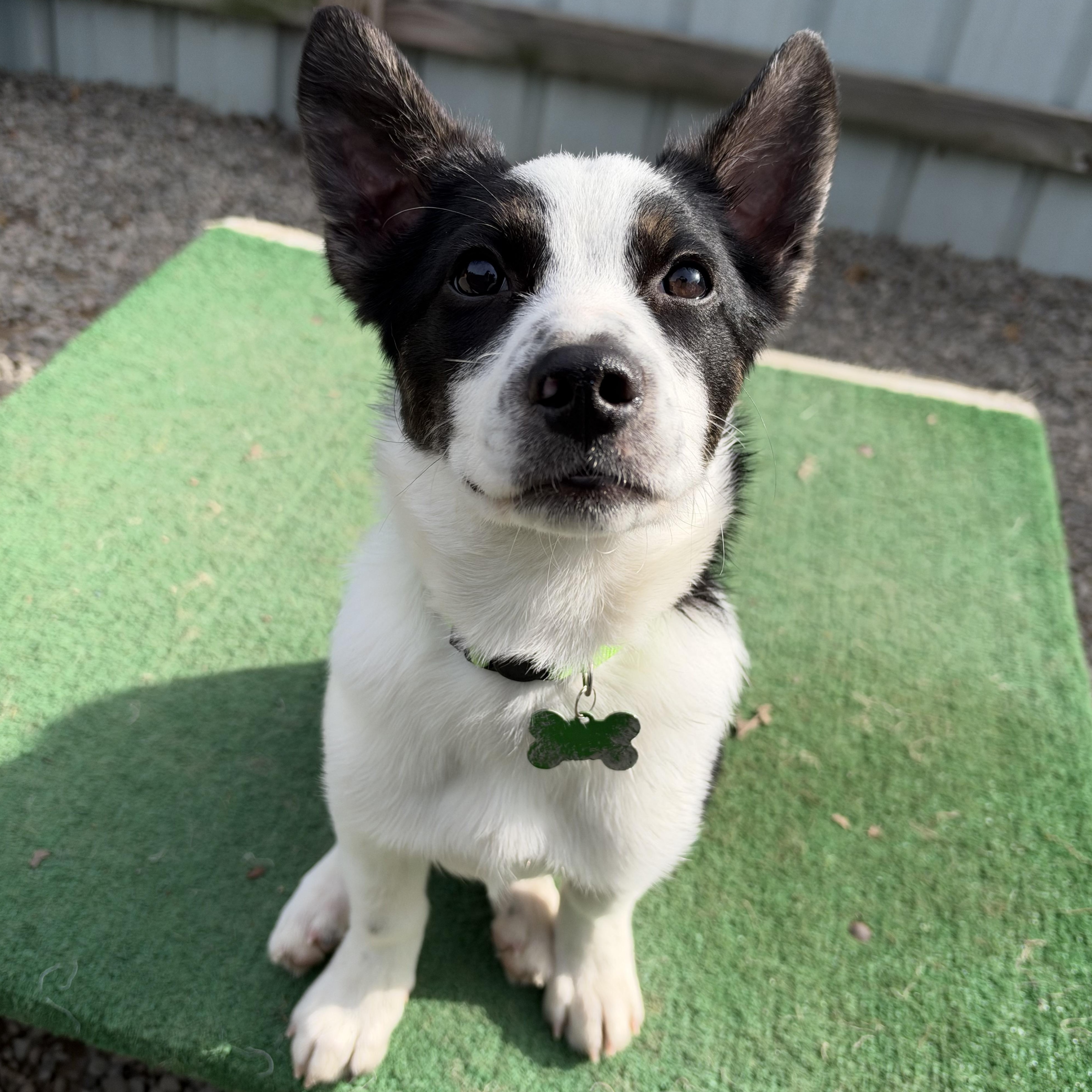 Enlarge Aang, a Adoptable mixed breed in Accord, NY image 1/5