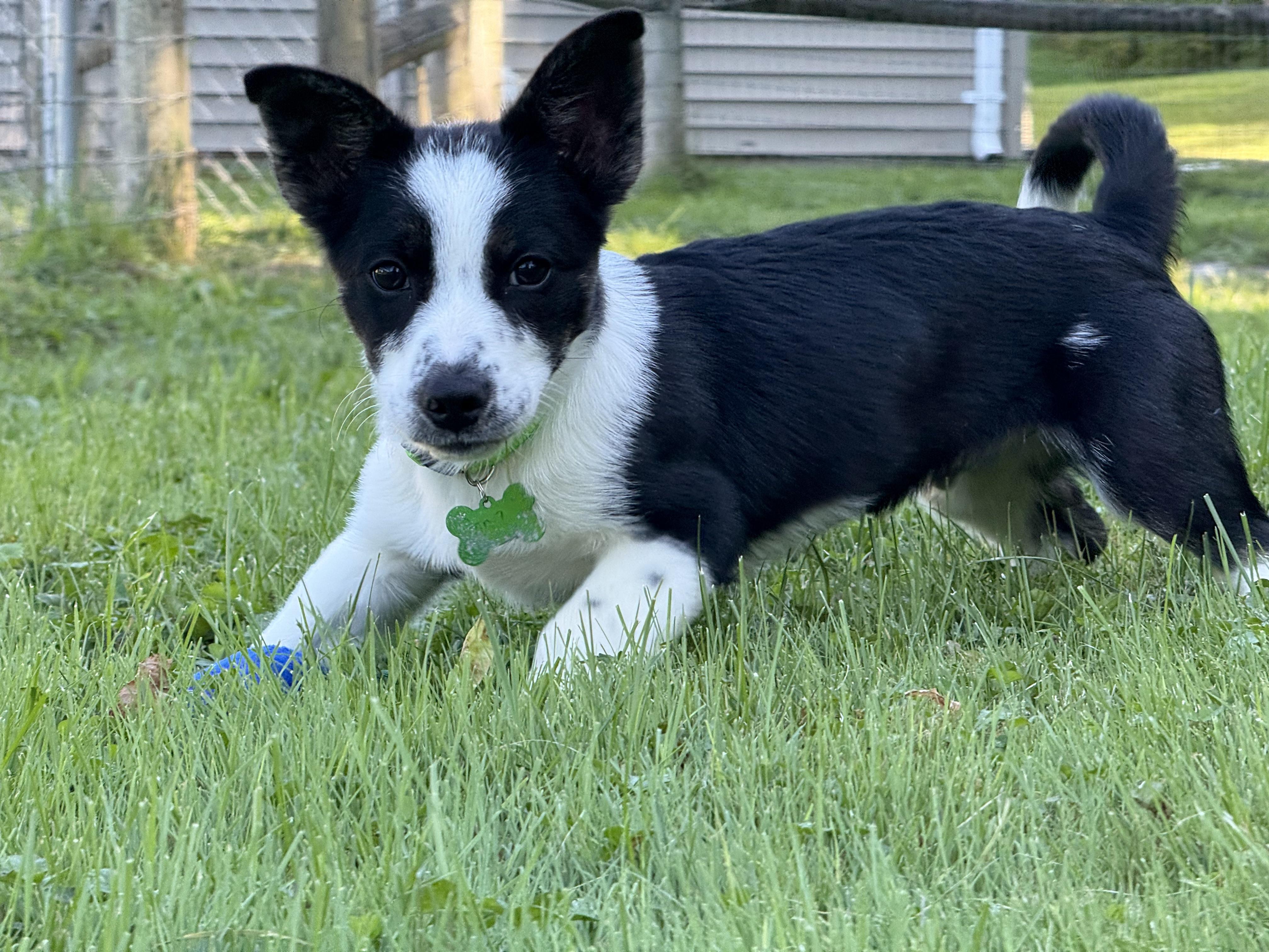 Enlarge Aang, a Adoptable mixed breed in Accord, NY image 4/5