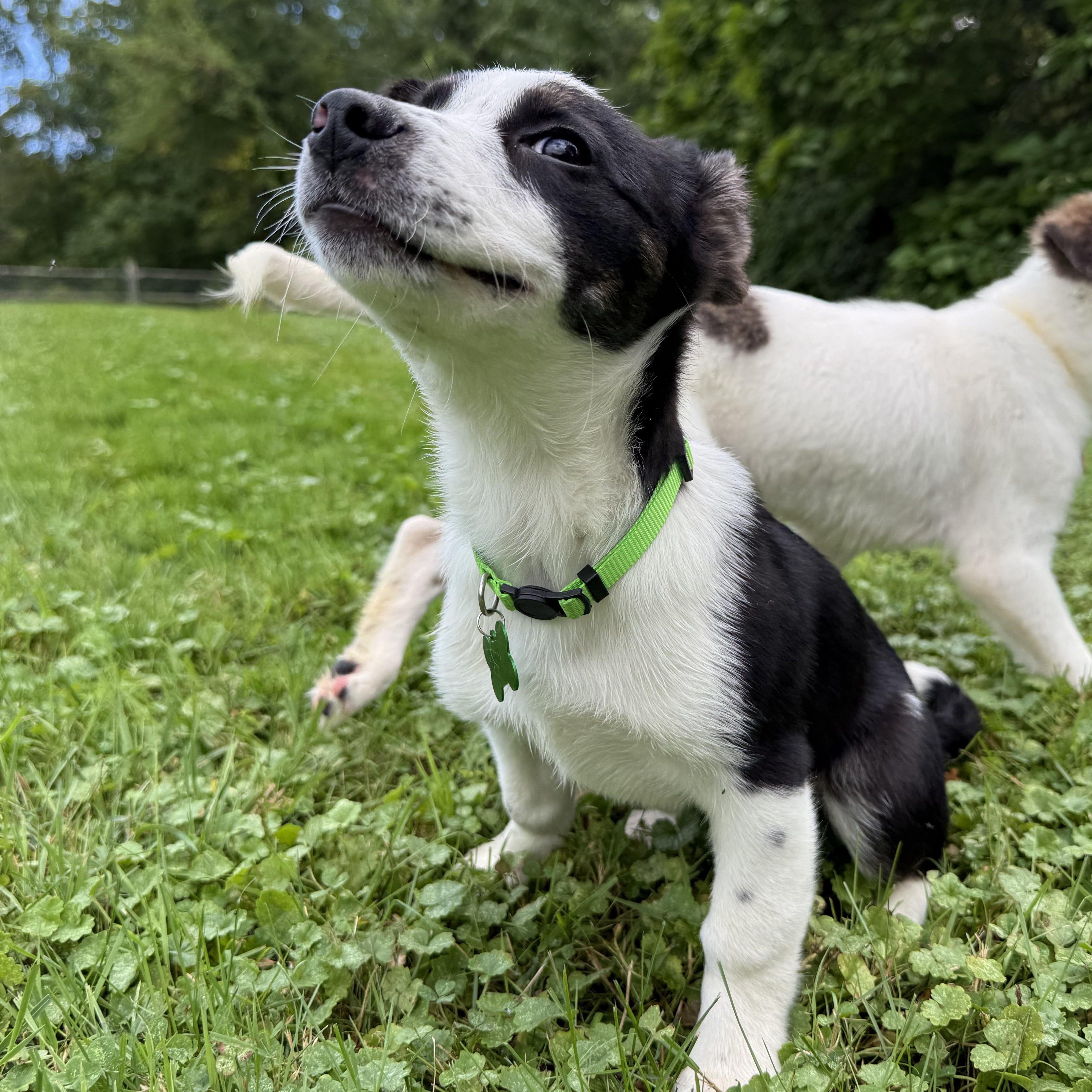 Enlarge Aang, a Adoptable mixed breed in Accord, NY image 5/5
