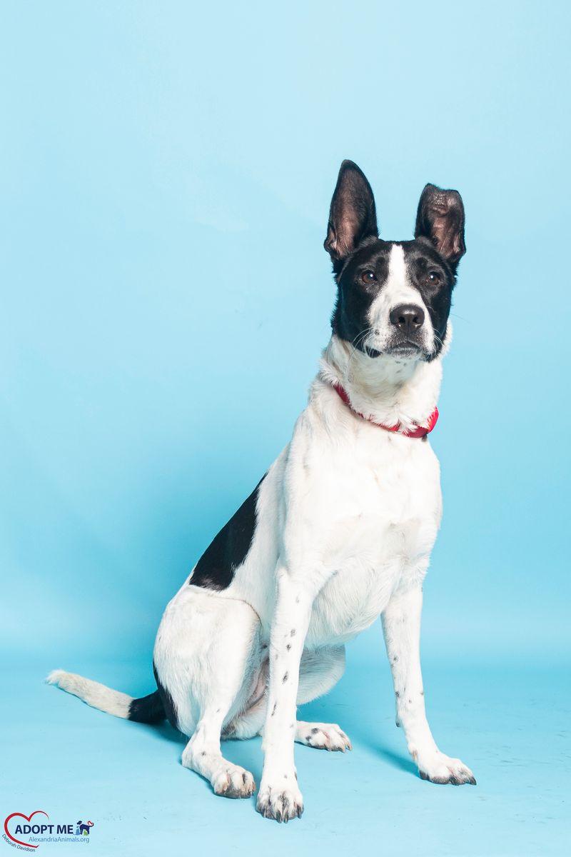 Aries Ann, Adoptable, Adult Female Mixed Breed.