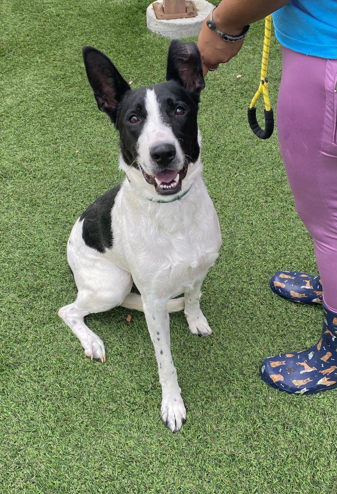 Enlarge Aries Ann, a Adoptable Mixed Breed in Alexandria, VA image 2/3
