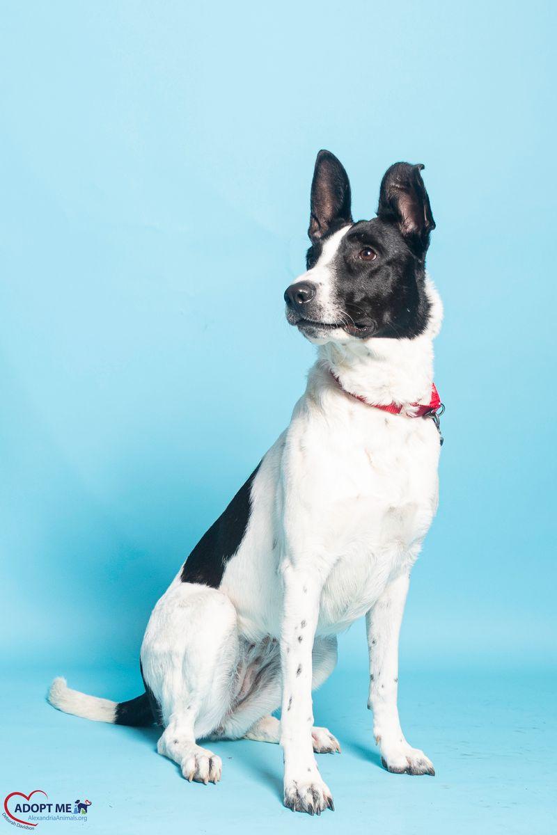 Enlarge Aries Ann, a Adoptable Mixed Breed in Alexandria, VA image 3/3