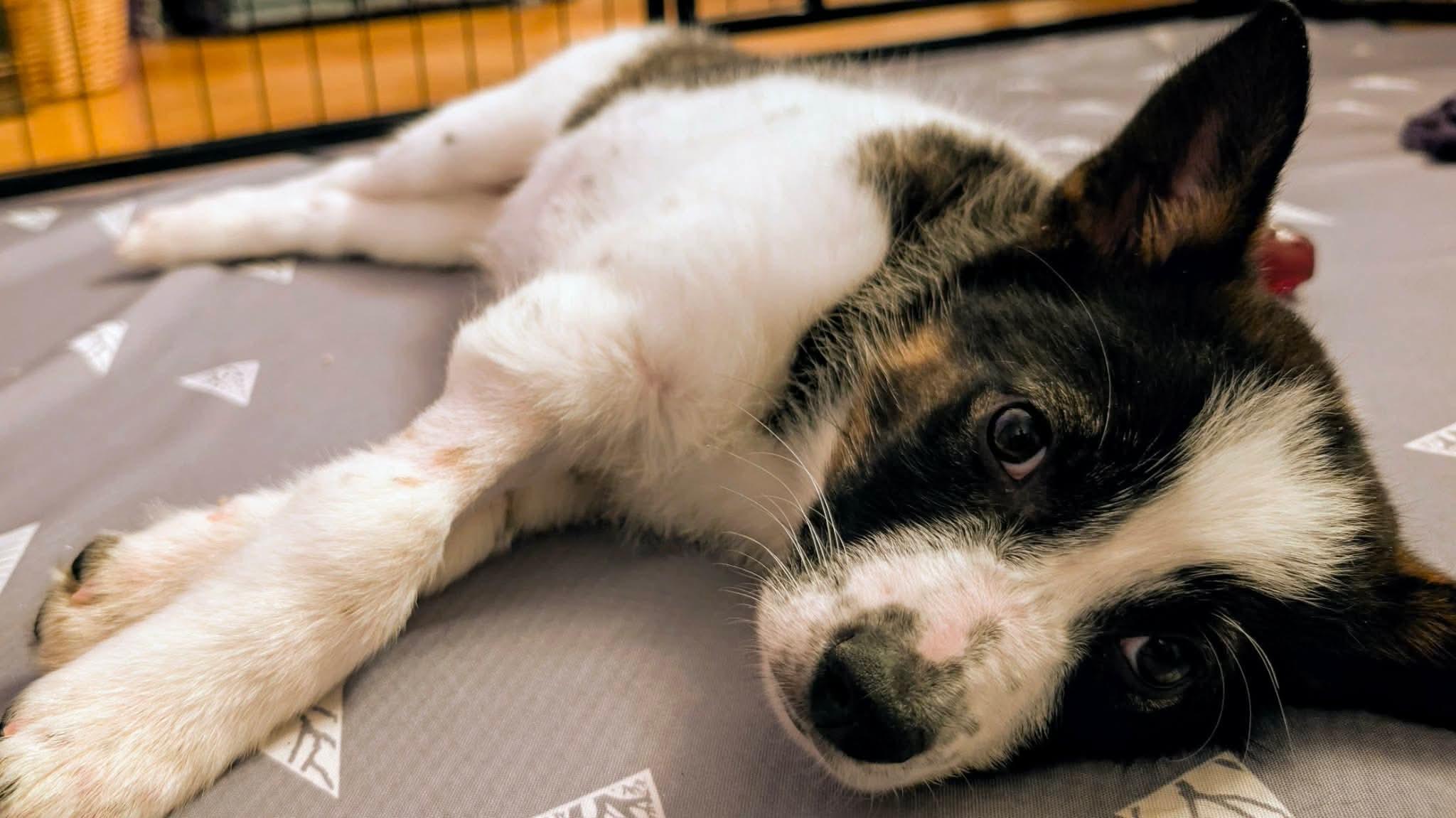 Enlarge Artemis , a ADOPTABLE mixed breed in Toronto, ON image 4/5