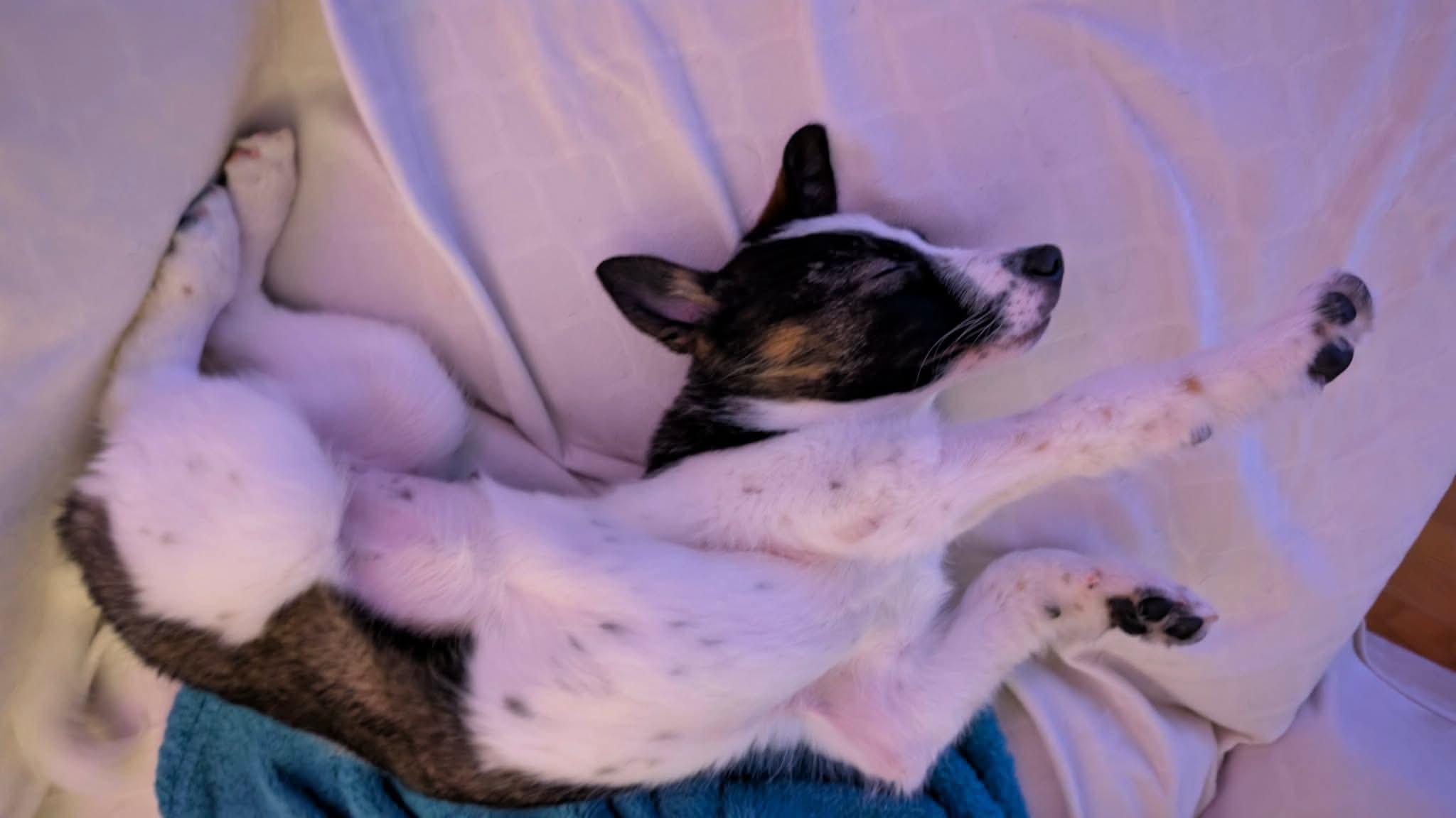 Enlarge Artemis , a ADOPTABLE mixed breed in Toronto, ON image 2/5