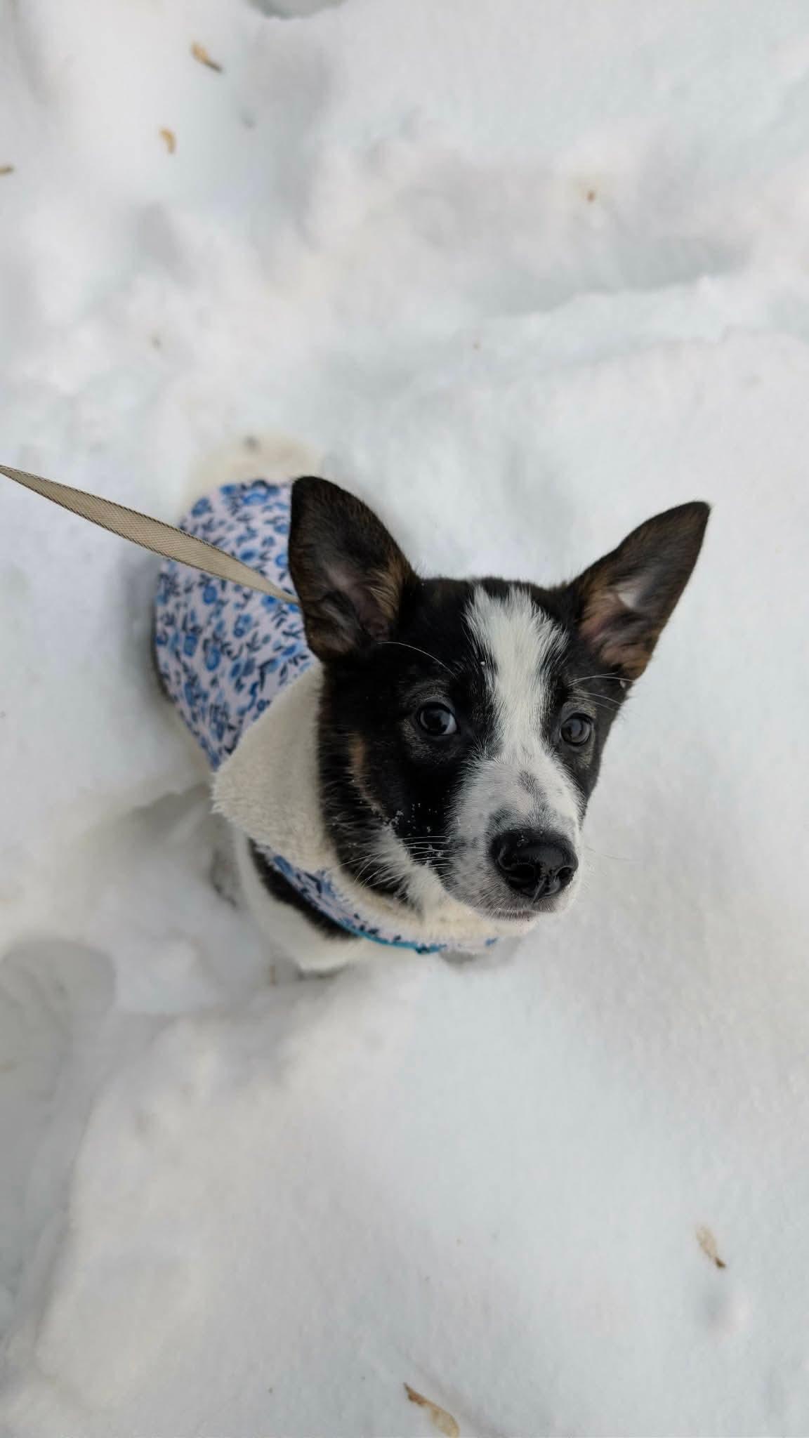 Enlarge Artemis , a ADOPTABLE mixed breed in Toronto, ON image 3/5