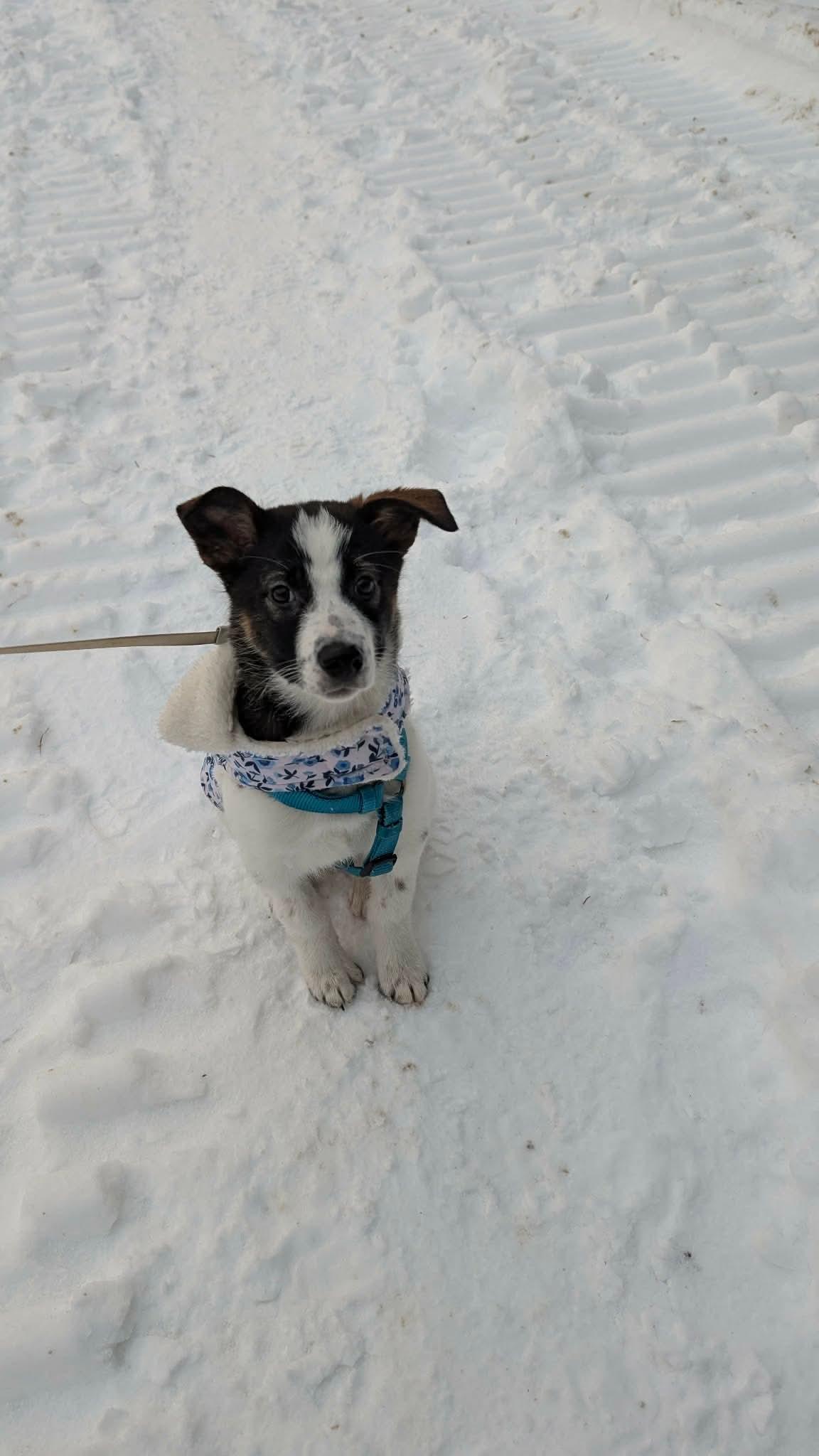 Enlarge Artemis , a ADOPTABLE mixed breed in Toronto, ON image 5/5