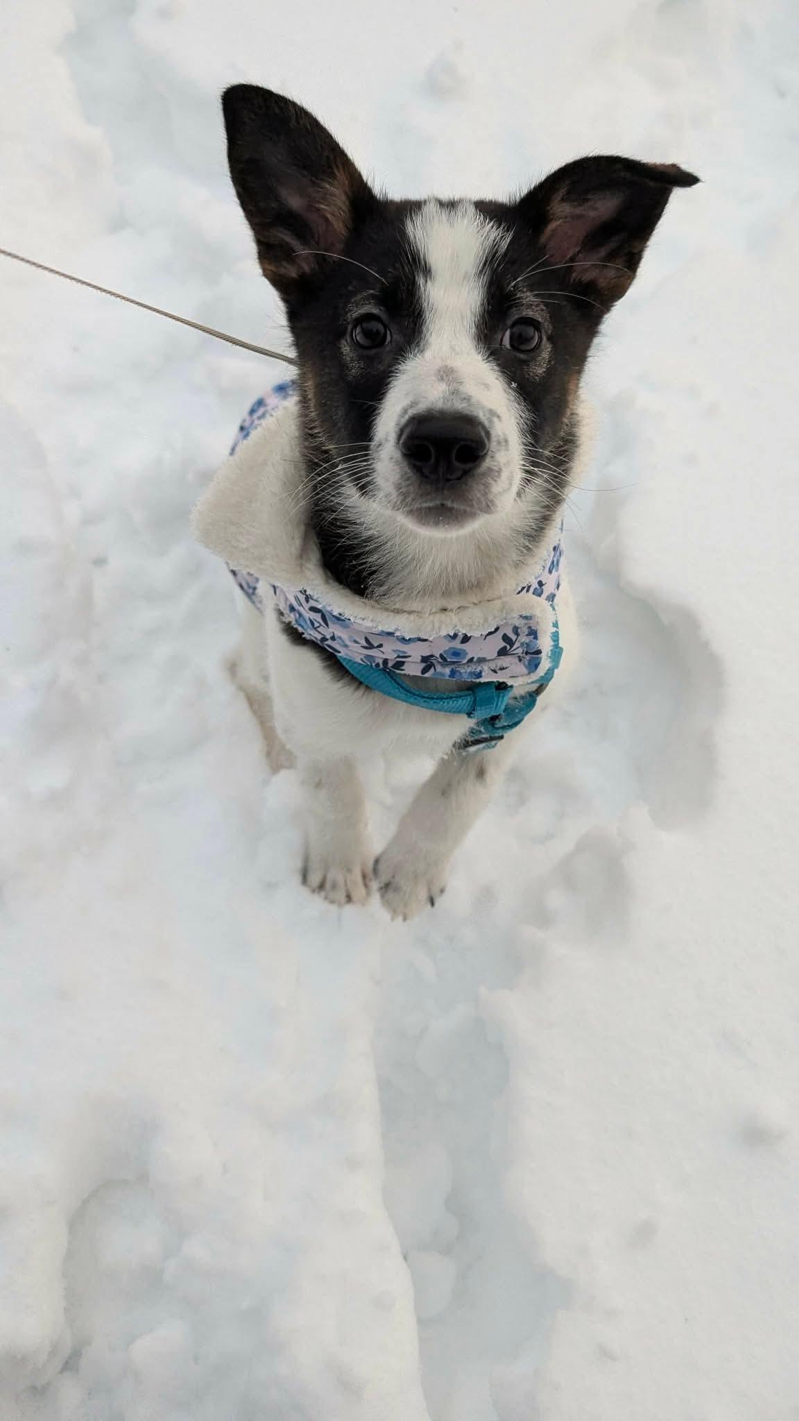 Artemis , ADOPTABLE, Puppy Female Australian Shepherd & Norwegian Elkhound.