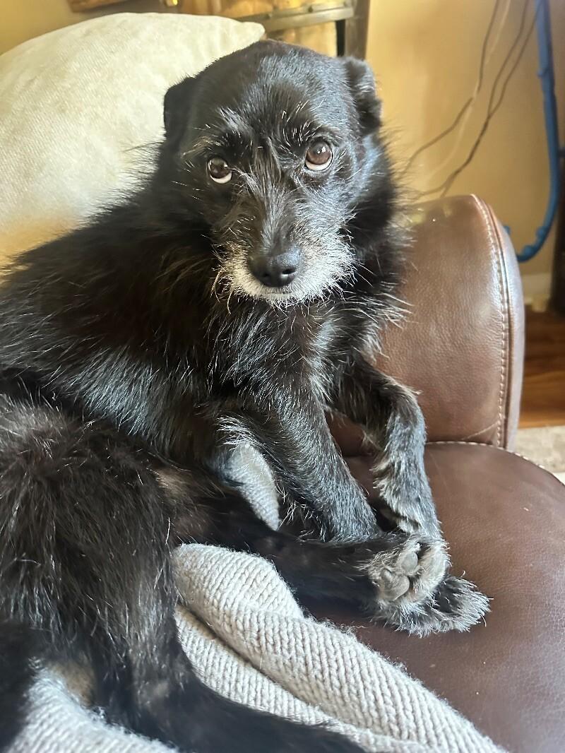 Shadow, a Adoptable mixed breed in San Francisco , CA image 1/6