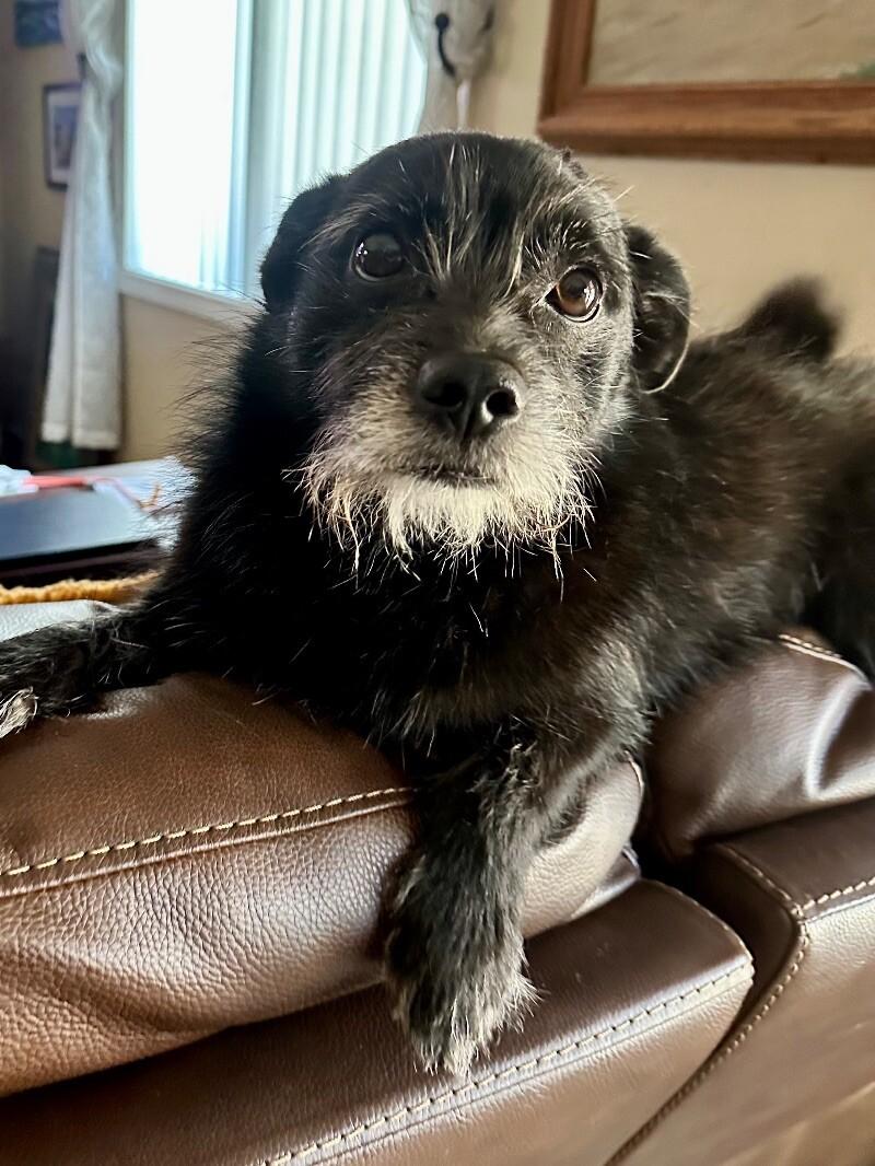 Shadow, a Adoptable mixed breed in San Francisco , CA image 2/6