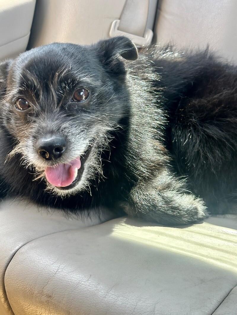 Shadow, a Adoptable mixed breed in San Francisco , CA image 3/6