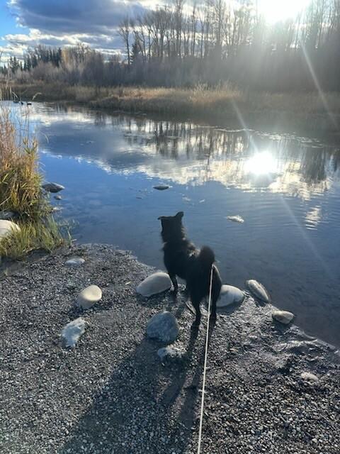 Shadow, a Adoptable mixed breed in San Francisco , CA image 4/6