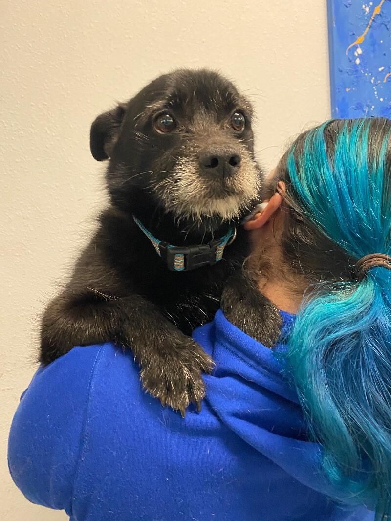 Shadow, a Adoptable mixed breed in San Francisco , CA image 5/6