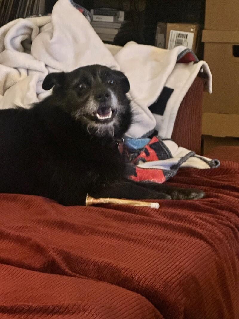 Shadow, a Adoptable mixed breed in San Francisco , CA image 6/6