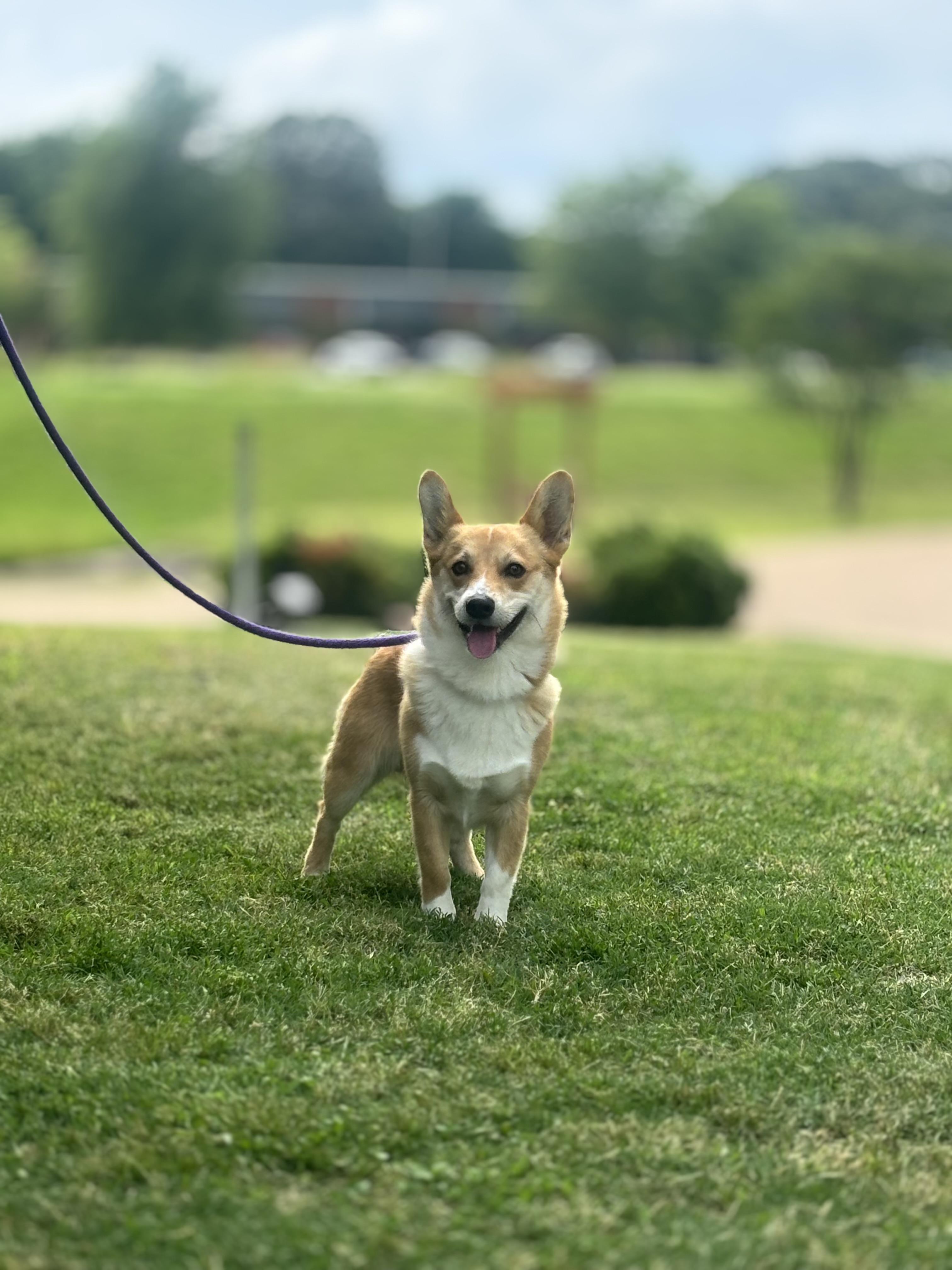 Enlarge Domingo, a ADOPTABLE Corgi in Memphis, TN image 4/4