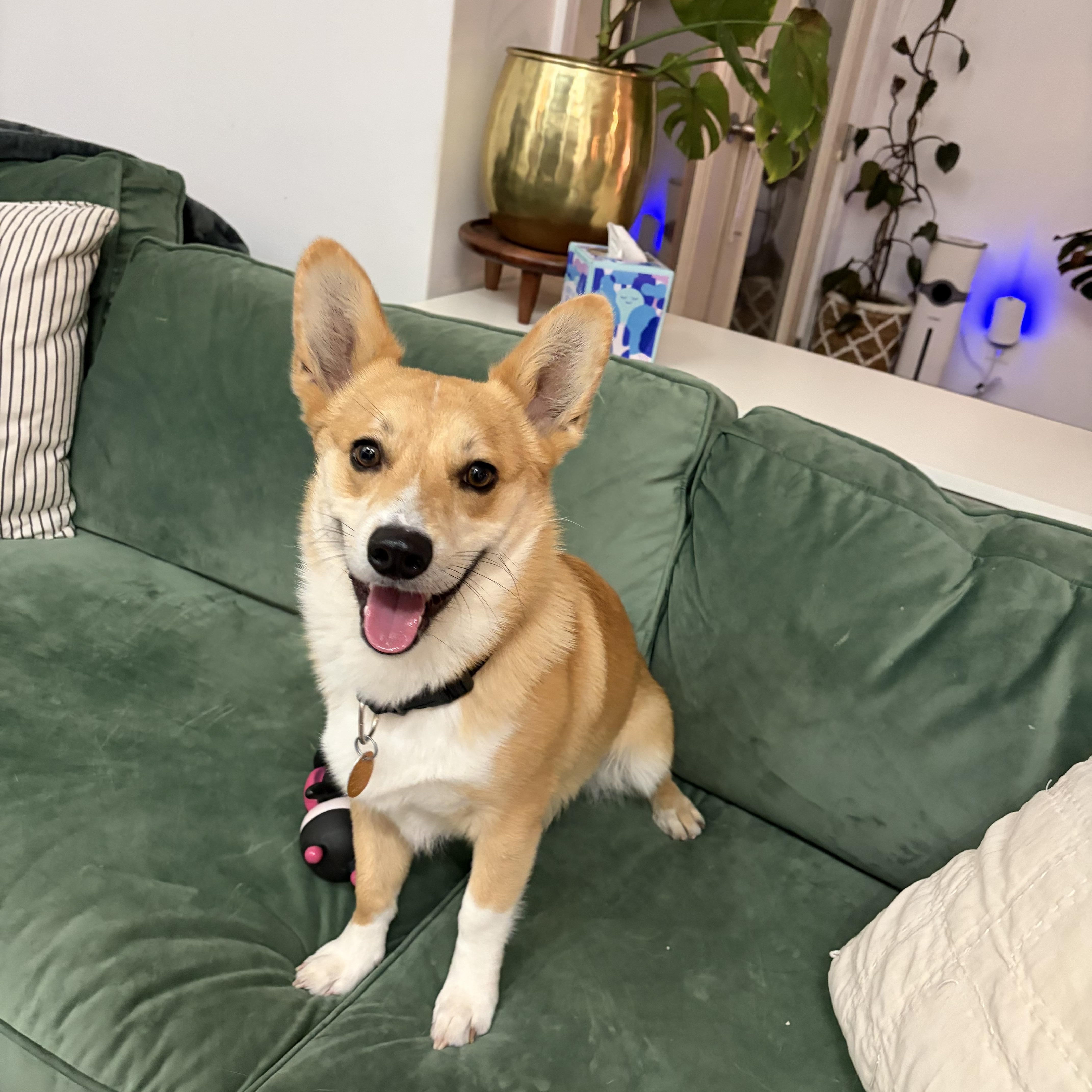 Enlarge Domingo, a ADOPTABLE Corgi in Memphis, TN image 3/4