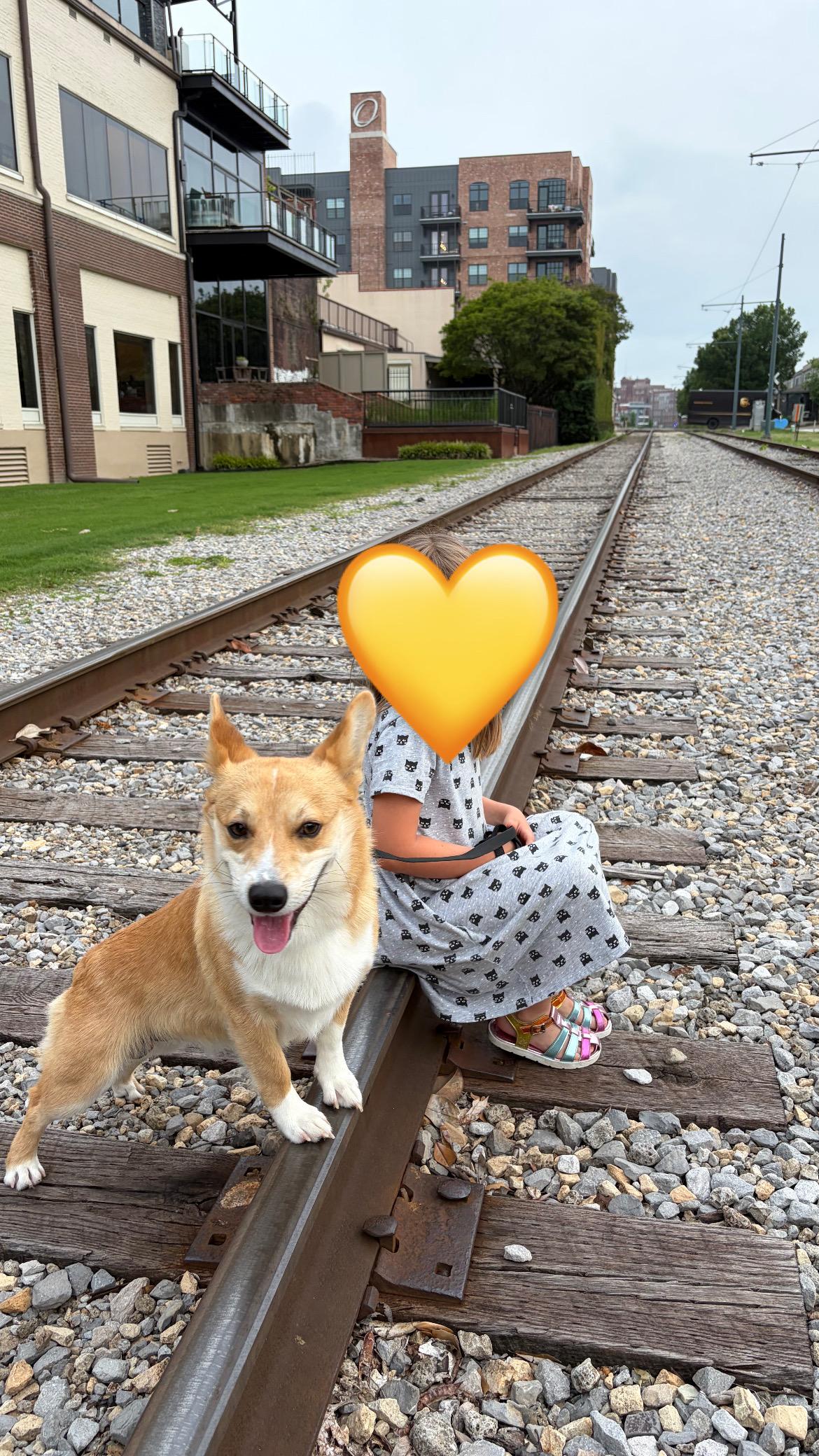 Enlarge Domingo, a ADOPTABLE Corgi in Memphis, TN image 2/4