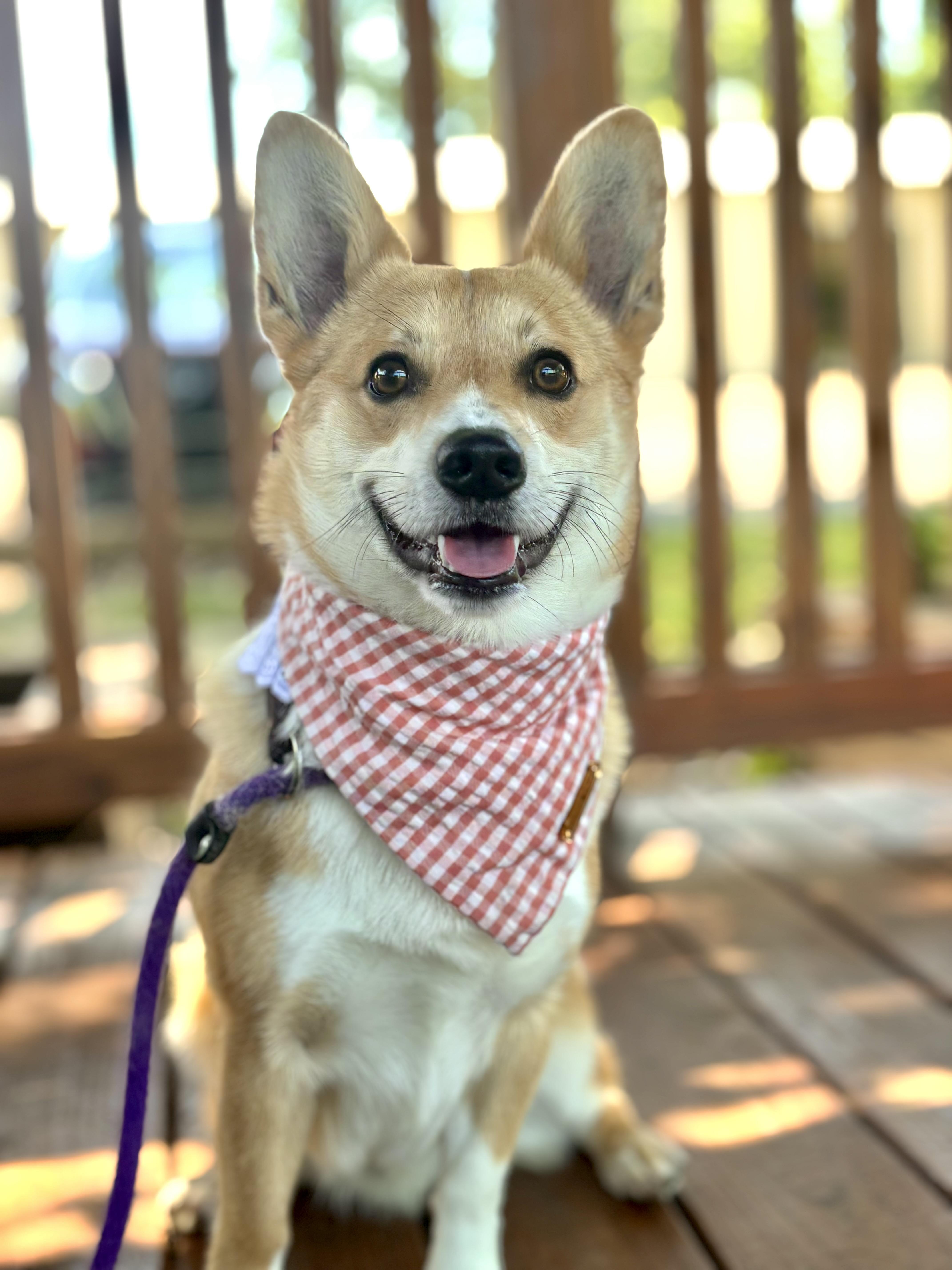 Enlarge Domingo, a ADOPTABLE Corgi in Memphis, TN image 1/4
