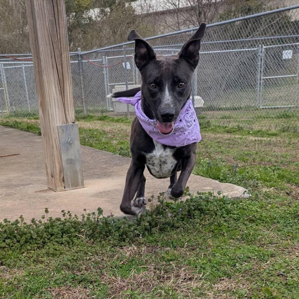 Enlarge Izzie, a Adoptable Mixed Breed in Columbiana, AL image 1/6