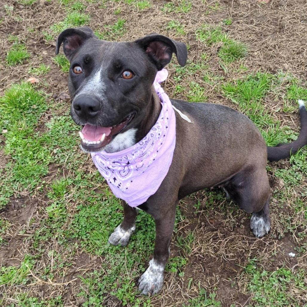 Enlarge Izzie, a Adoptable Mixed Breed in Columbiana, AL image 3/6